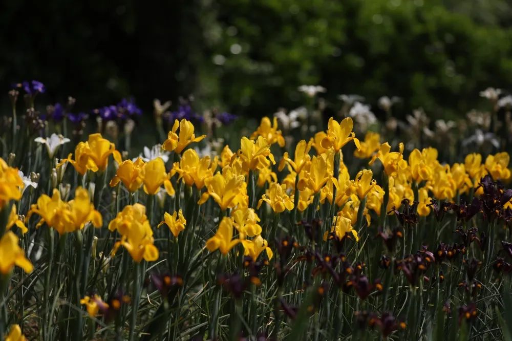 人间彩虹，鸢尾花开（上）