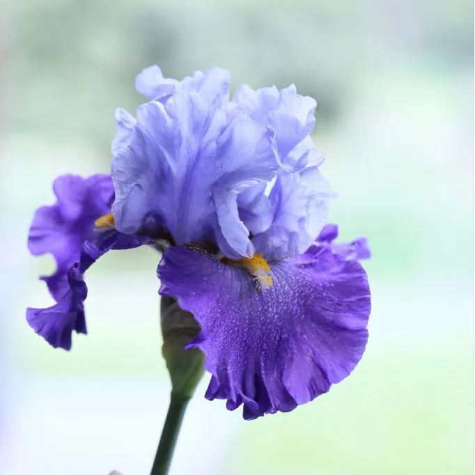 人间彩虹，鸢尾花开（下）