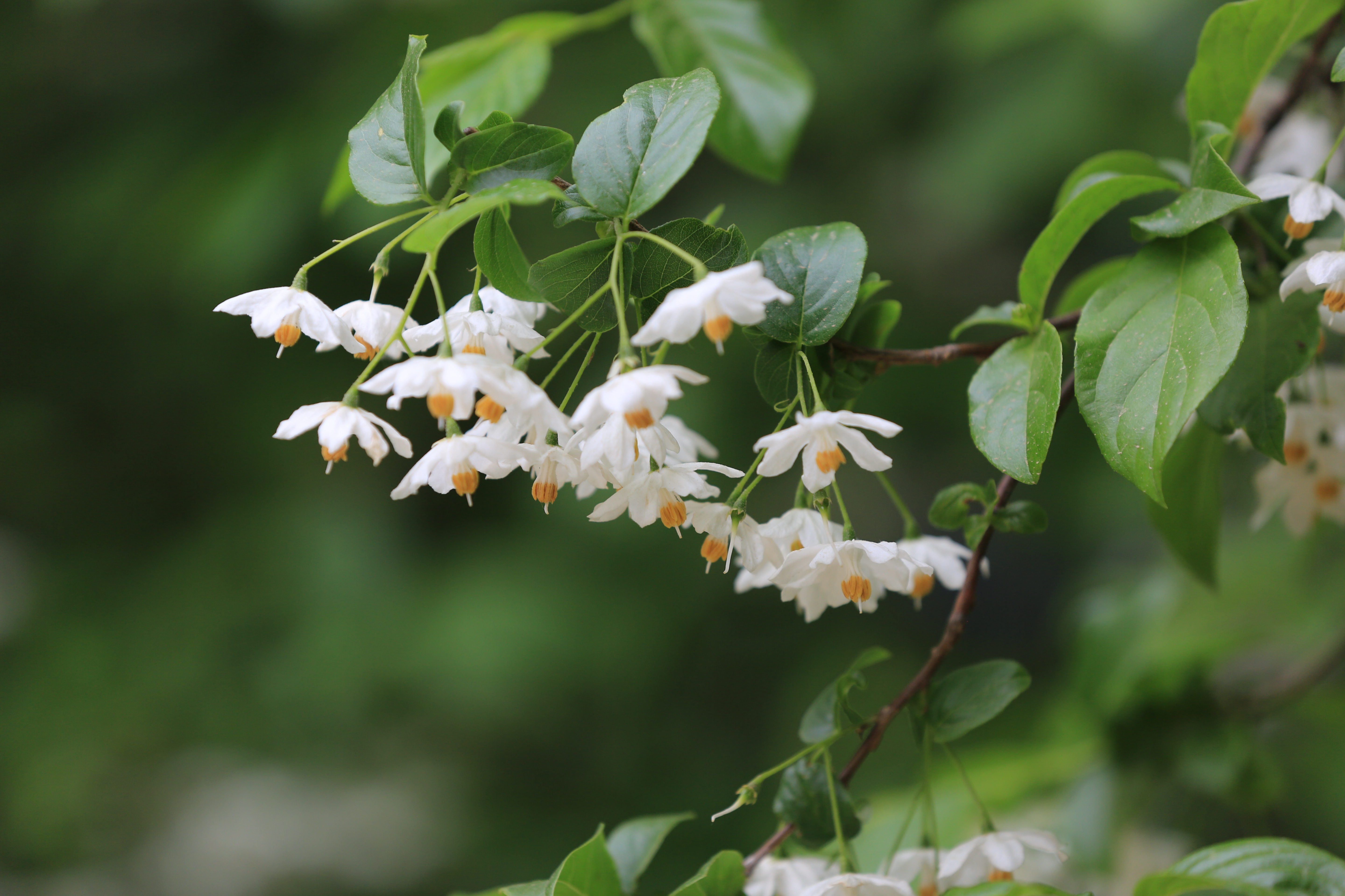 秤锤树花迎来盛花期，快来永盈彩票感受她的淡雅脱俗！！！