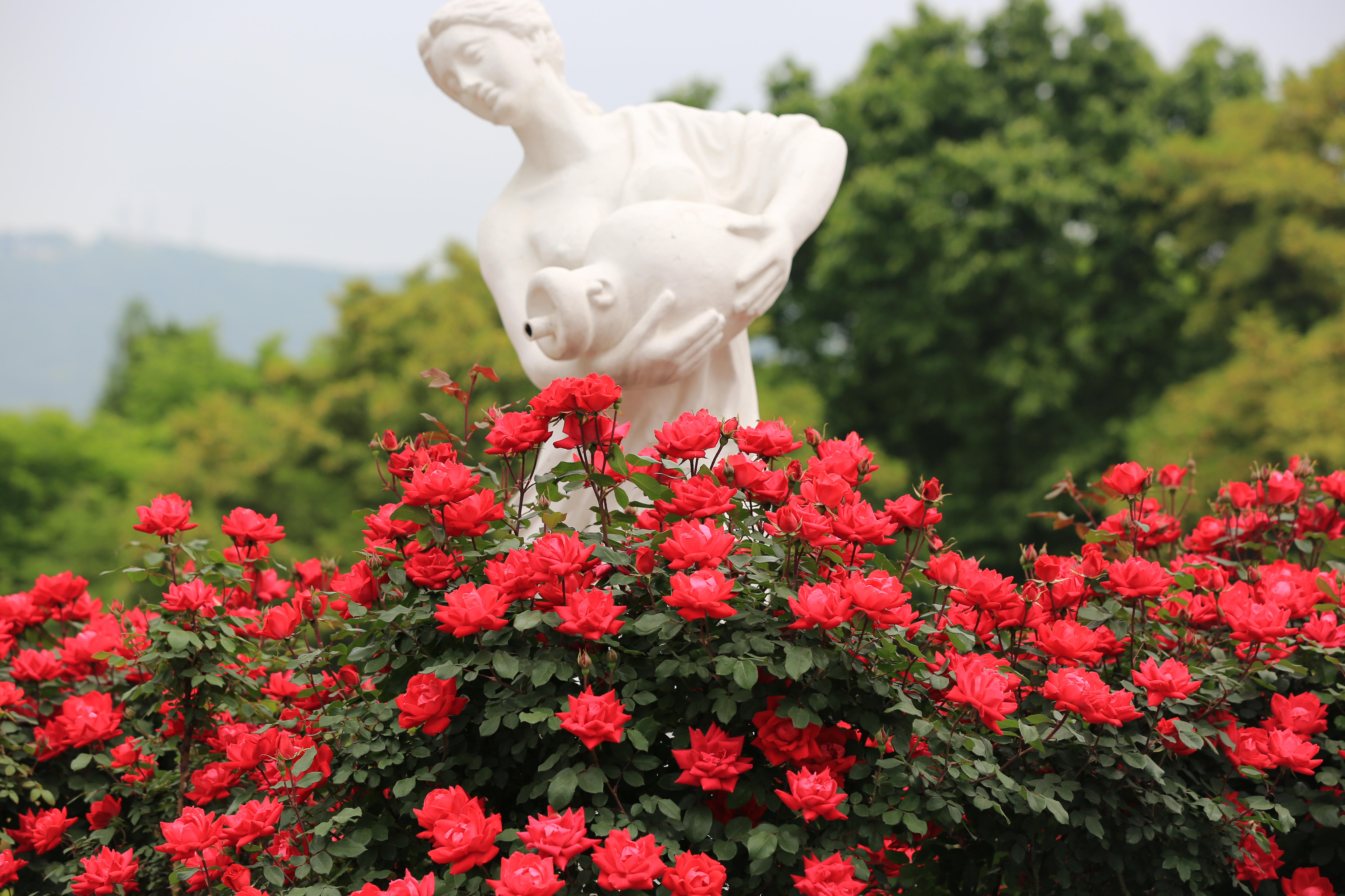 百米月季花墙等你来打卡！永盈彩票&ldquo;花中皇后&rdquo;迎来观赏期