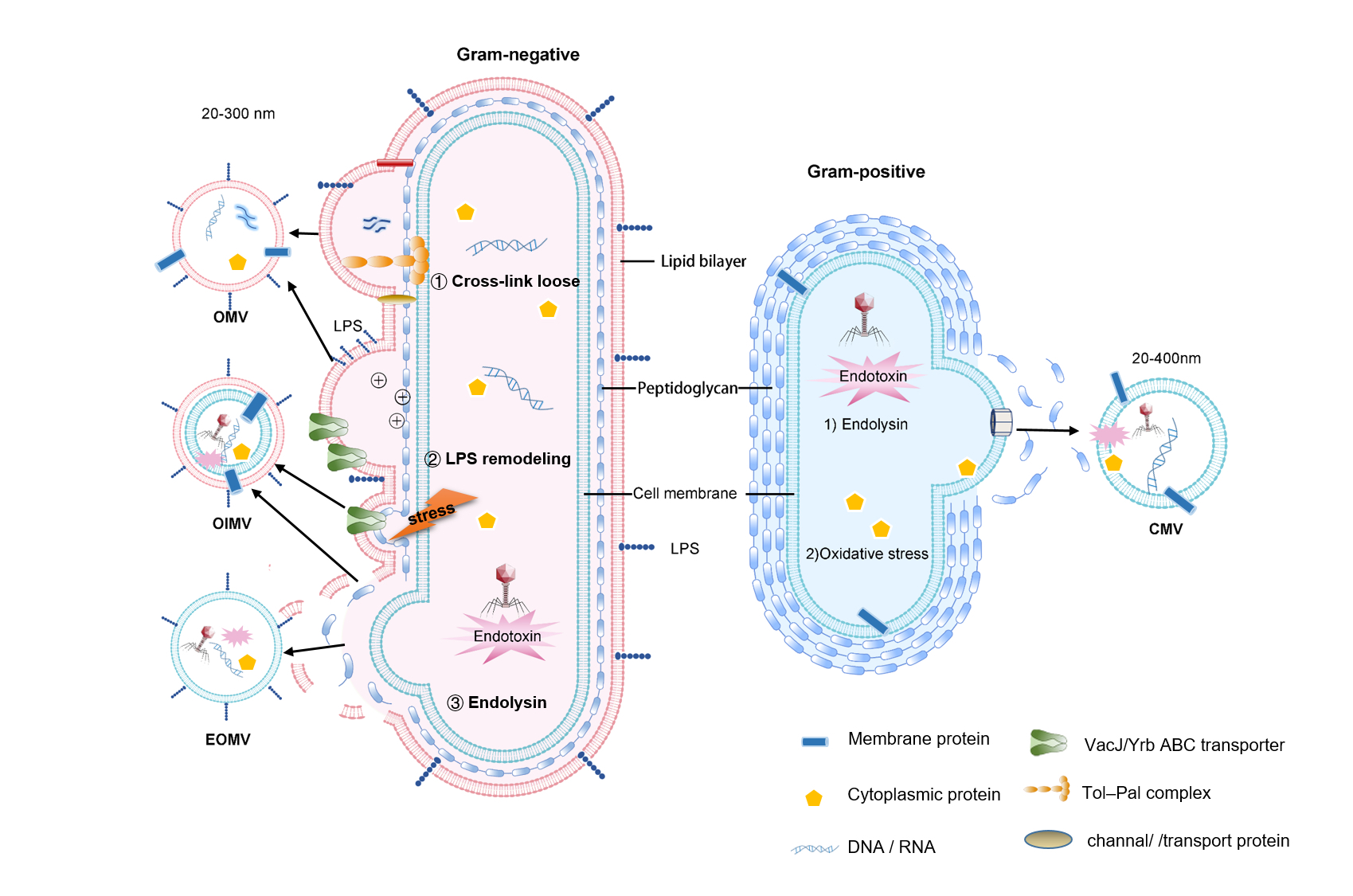 永盈彩票在药物递送领域权威杂志发表高水平综述论文