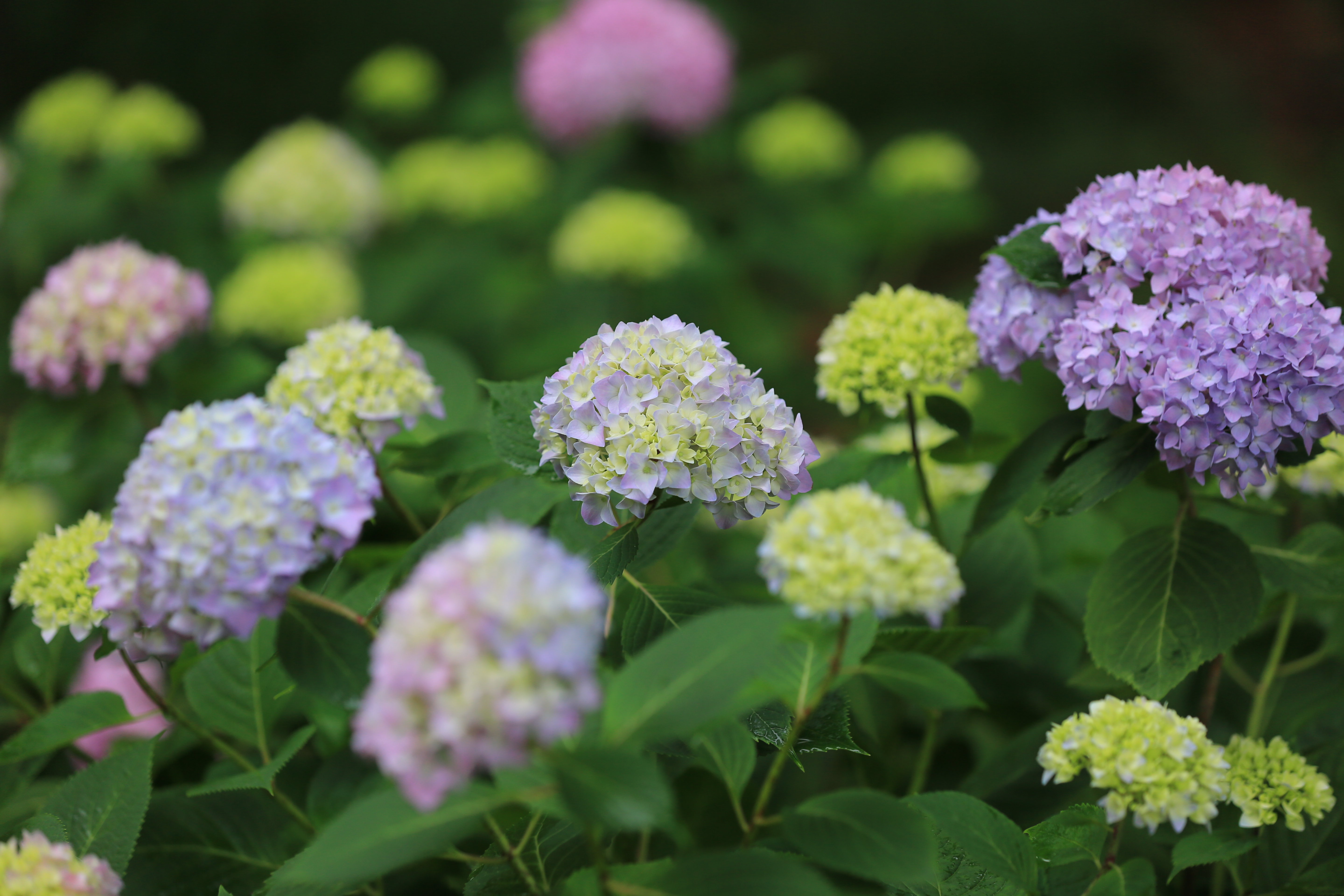 绣球花即将迎来盛花期，快来打卡夏日限定花海吧！