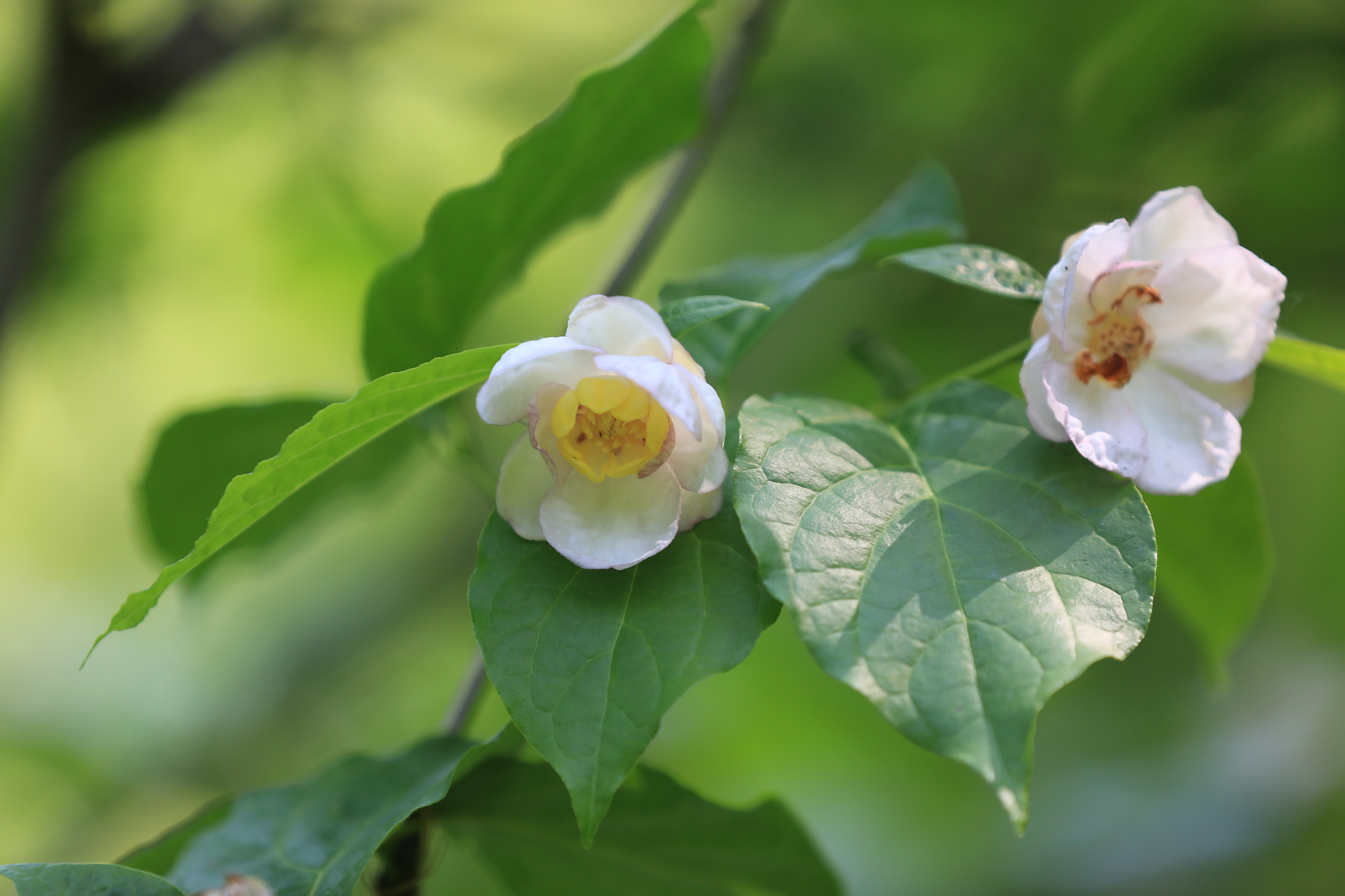 夏蜡梅&bull;花间一盅酒