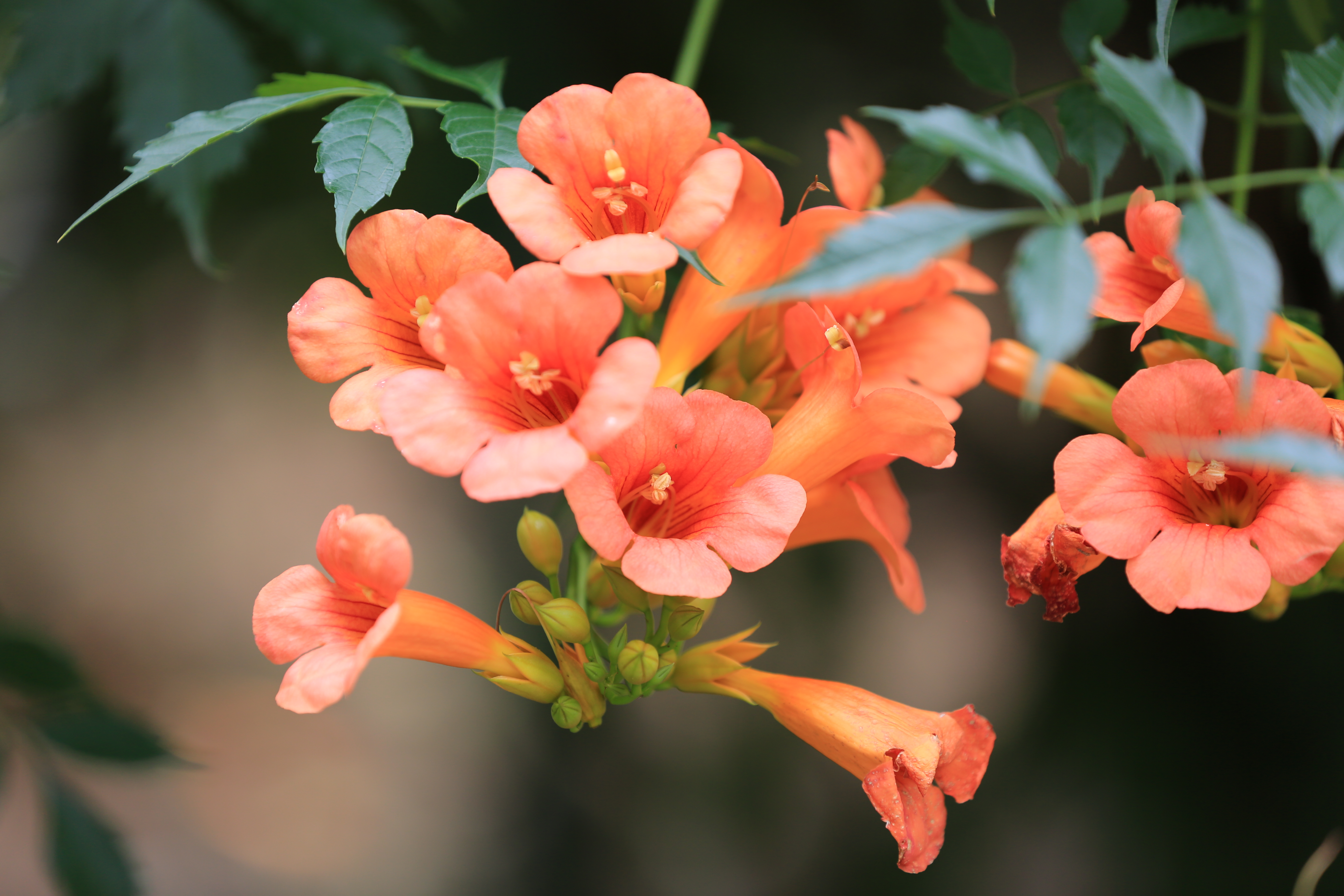 仲夏时分|快来永盈彩票游玩赏花吧！