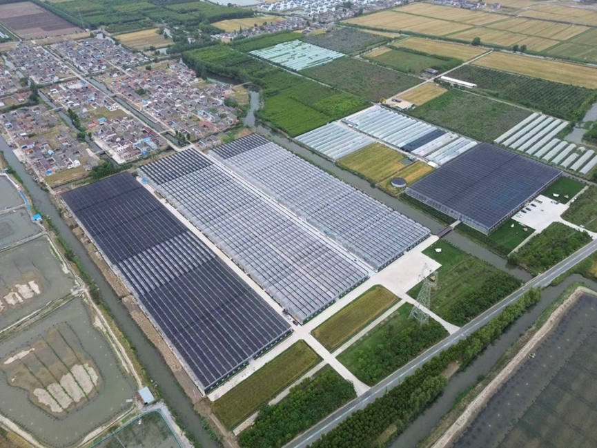 我所蓝莓项目组助力盐城基质蓝莓丰产