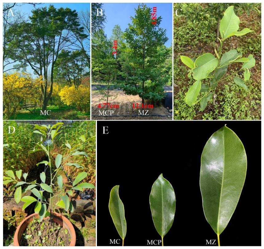 永盈彩票在&ldquo;中山含笑&rdquo;杂种优势研究方面取得重要进展