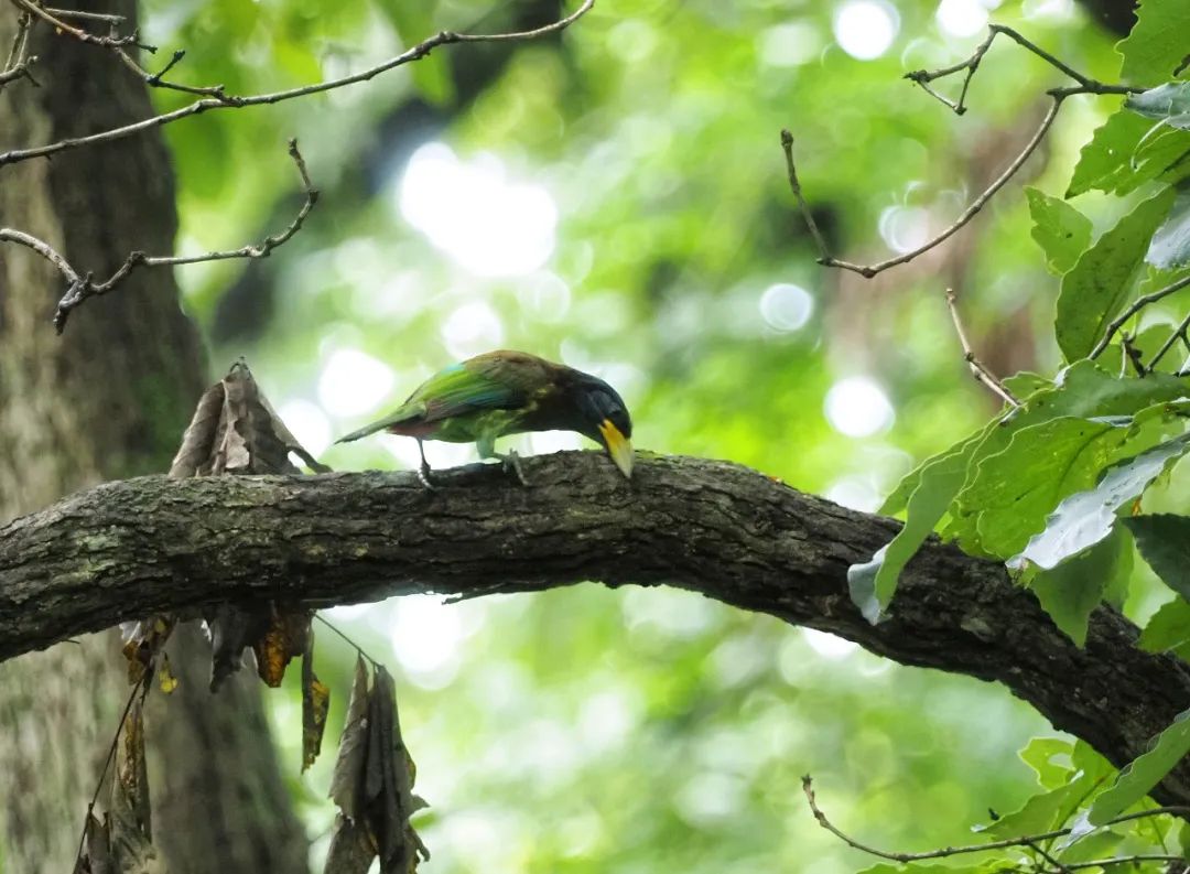 带娃很忙！！南京罕见：大拟啄木鸟忙育雏！