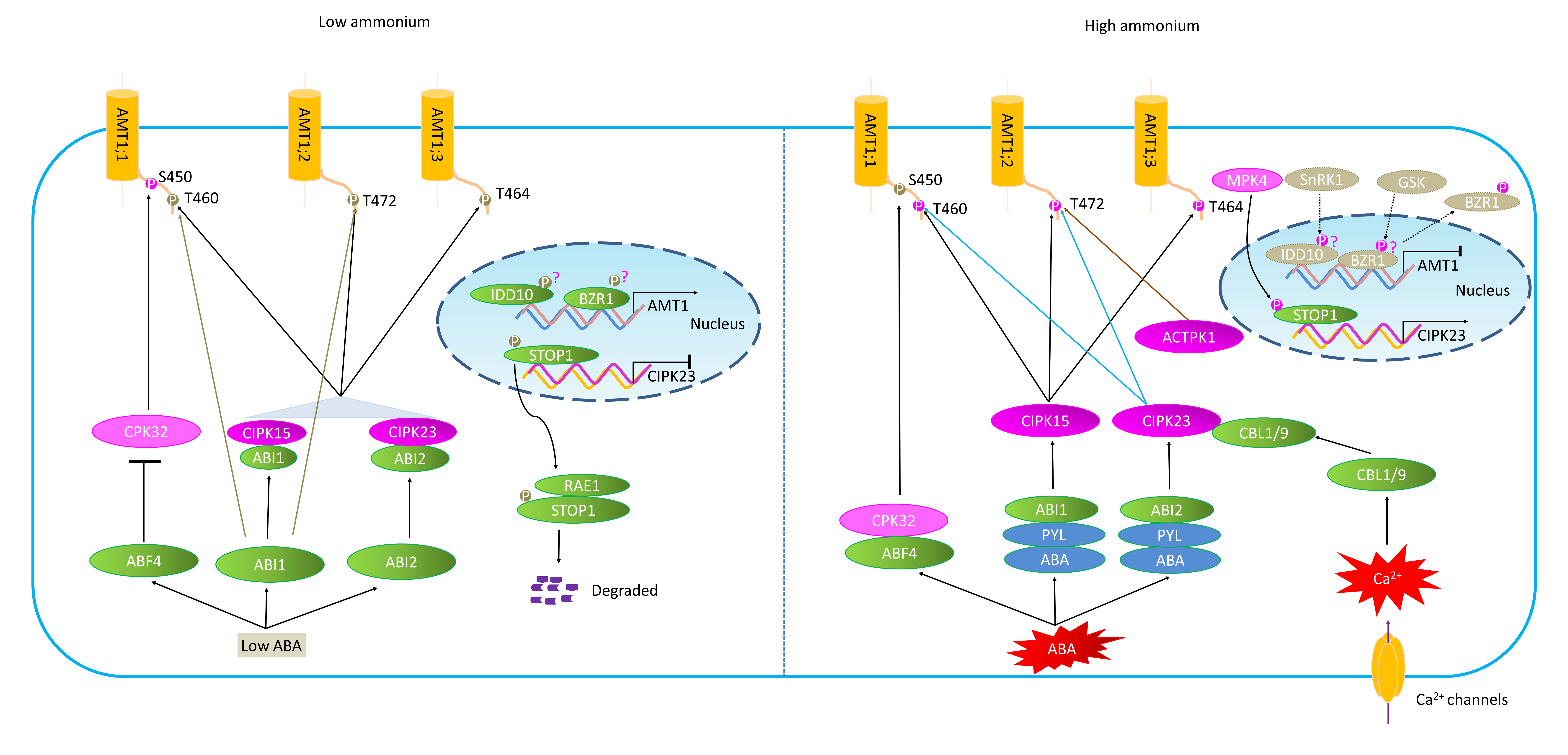 永盈彩票在磷酸化调控植物养分吸收的分子机制领域发表高水平综述论文