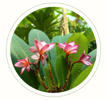 温室9月花事（热带雨林植物区）