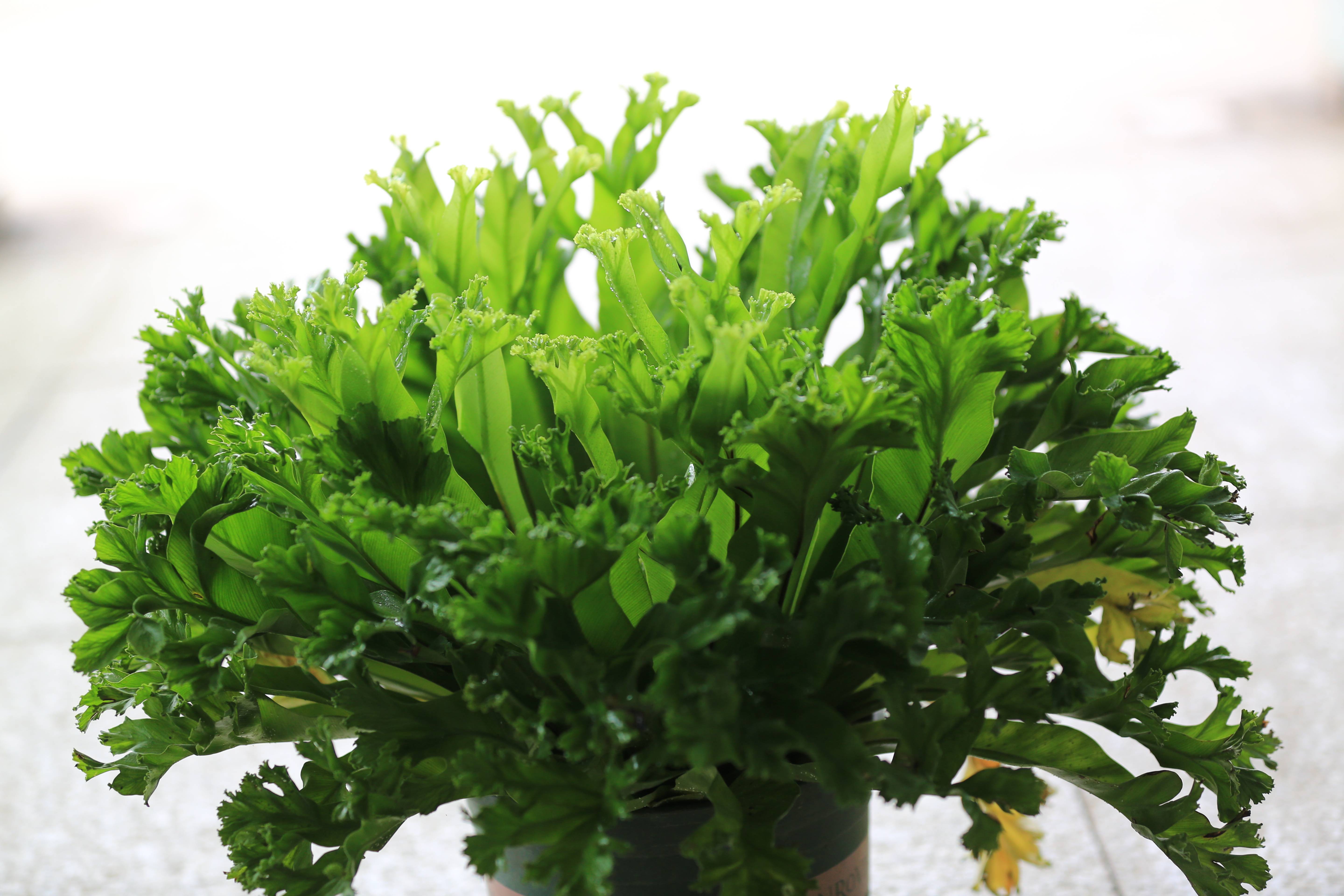 迎中秋庆国庆，永盈彩票将举行&ldquo;蕨世之美&rdquo;蕨类植物展和蝴蝶标本展