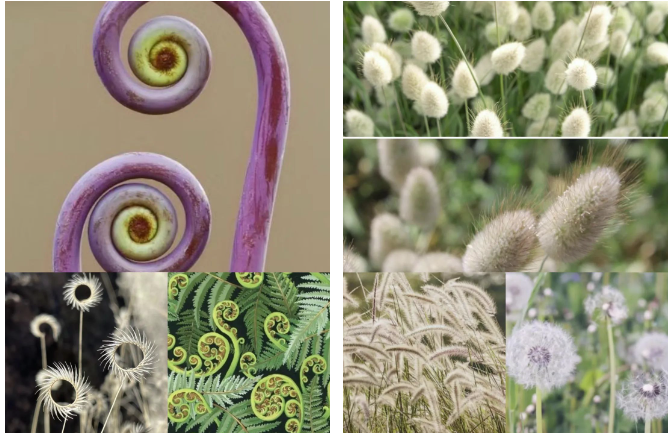 活动招募|探索光&middot;影&middot;色的美学，用阳光记录植物的轮廓