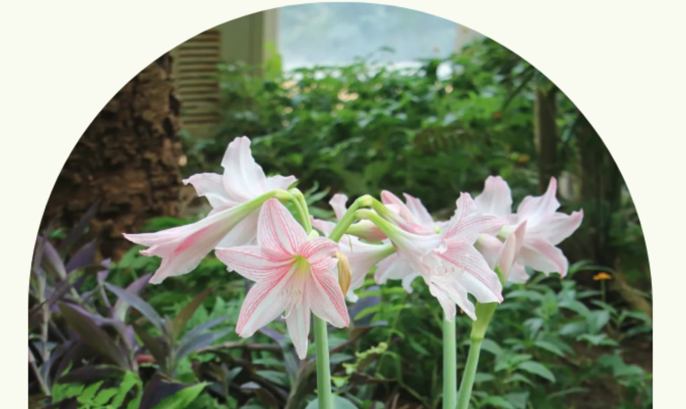 温室9月花事（热带经济植物区）