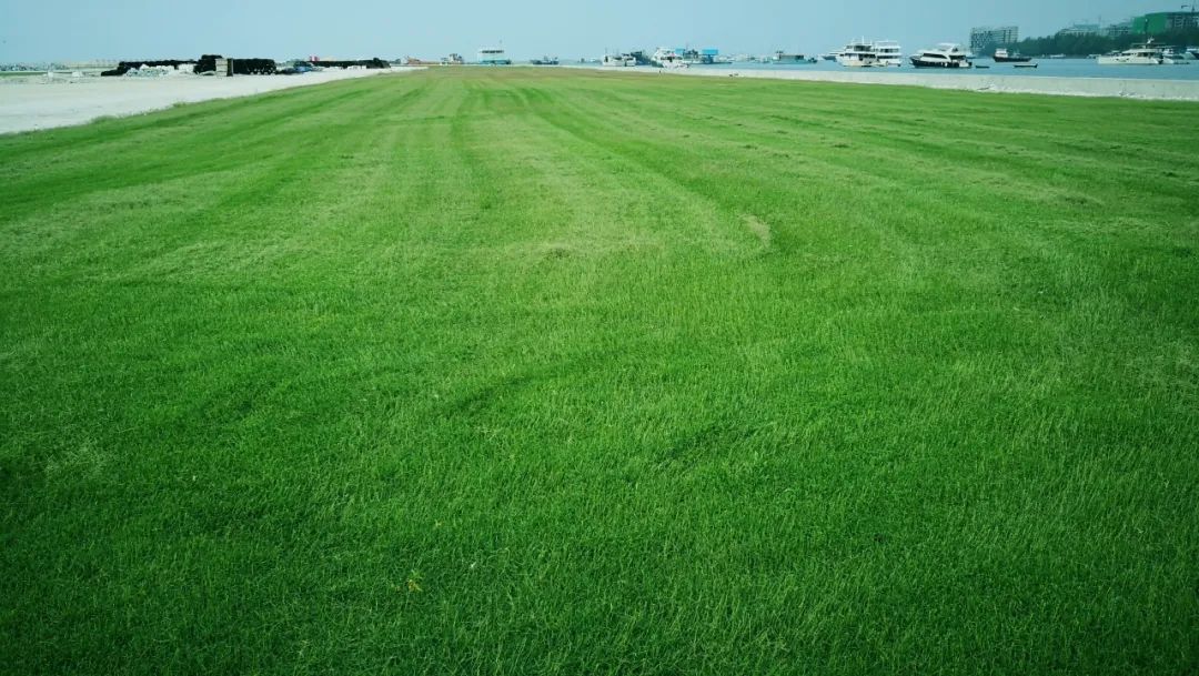活动招募|&ldquo;走近小小草&rdquo;科普主题活动