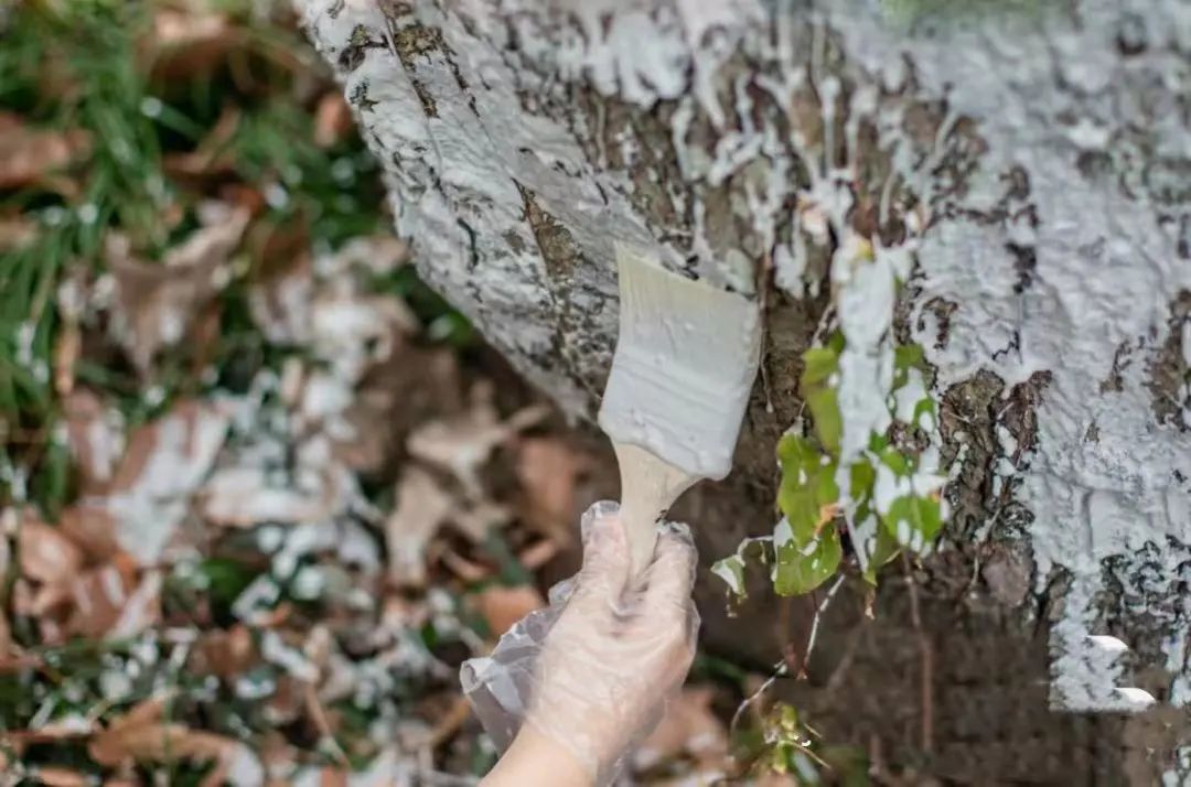 我给大树穿新衣，争做小小护林员活动来啦！