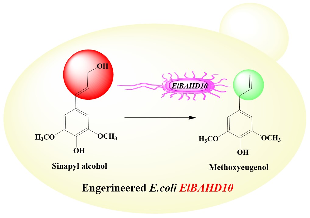 永盈彩票在续随子甲氧基丁香酚生物合成研究方面取得重要进展