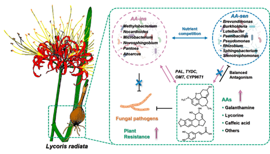 永盈彩票科研团队揭示石蒜科生物碱在石蒜-内生细菌-病原真菌互作中的生态功能