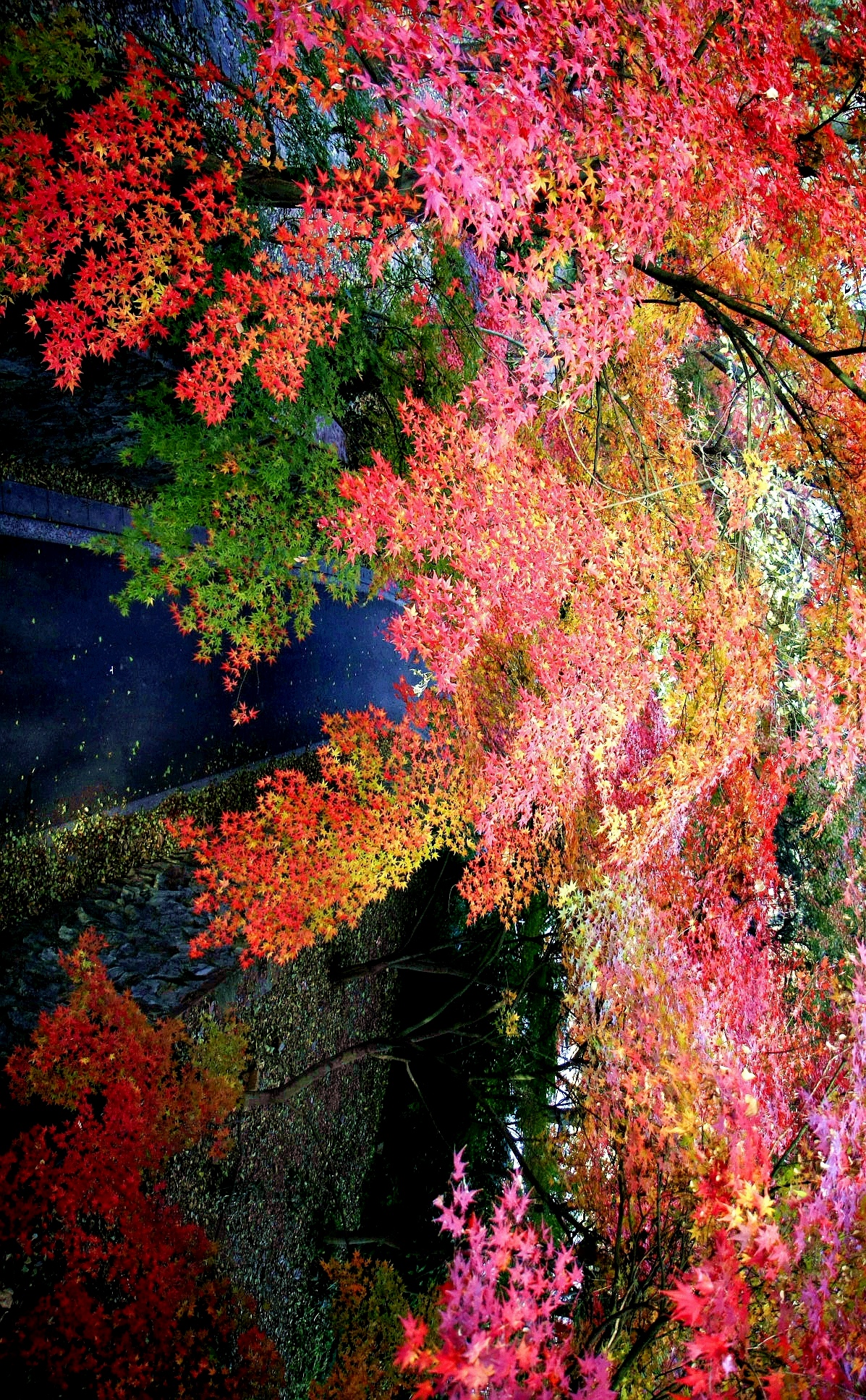 冬日旅行|赏枫正当时