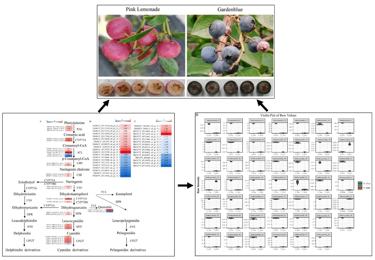永盈彩票在揭示特色小浆果果实呈色机理研究方面取得重要进展