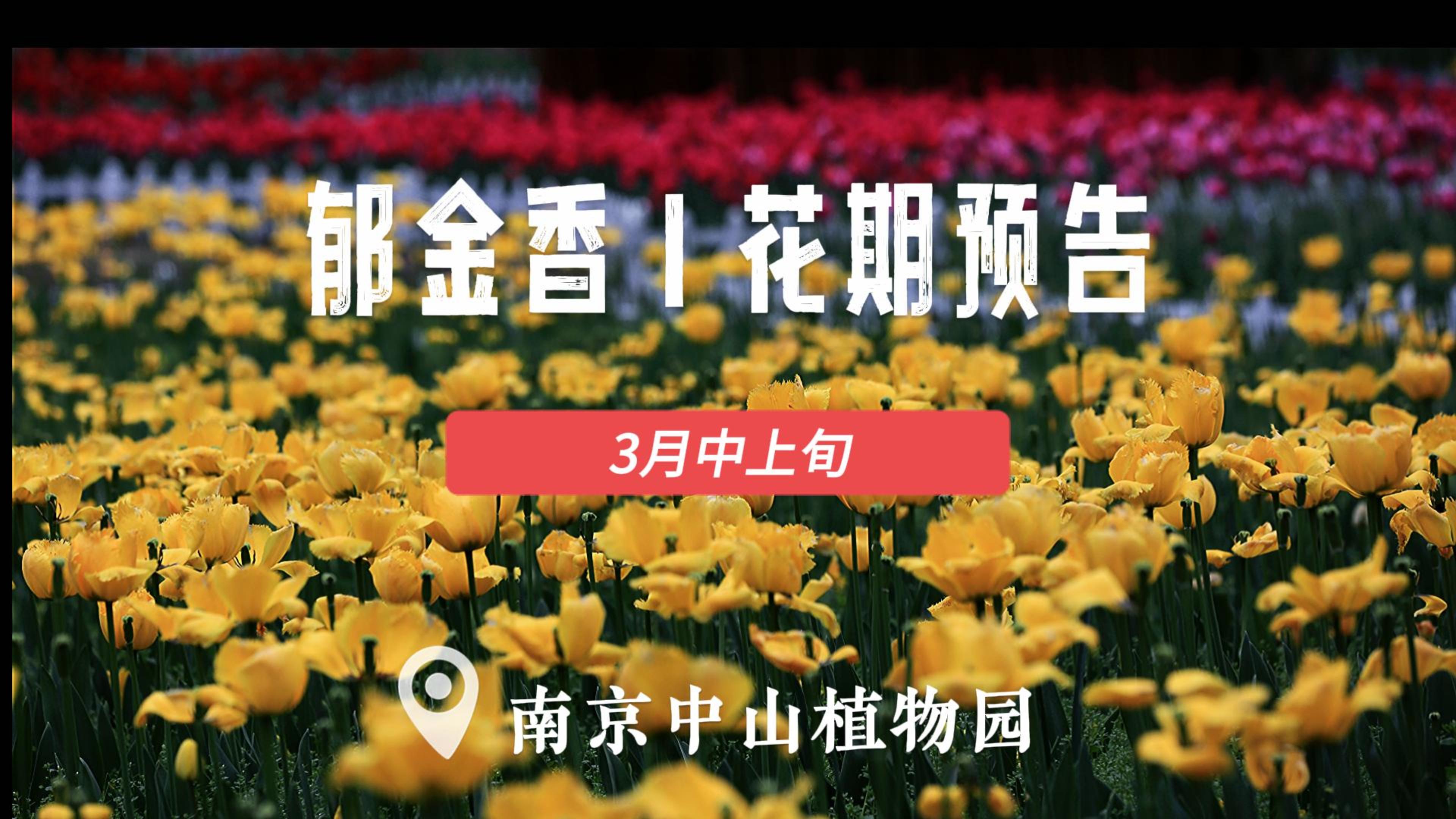 郁金香花期预告