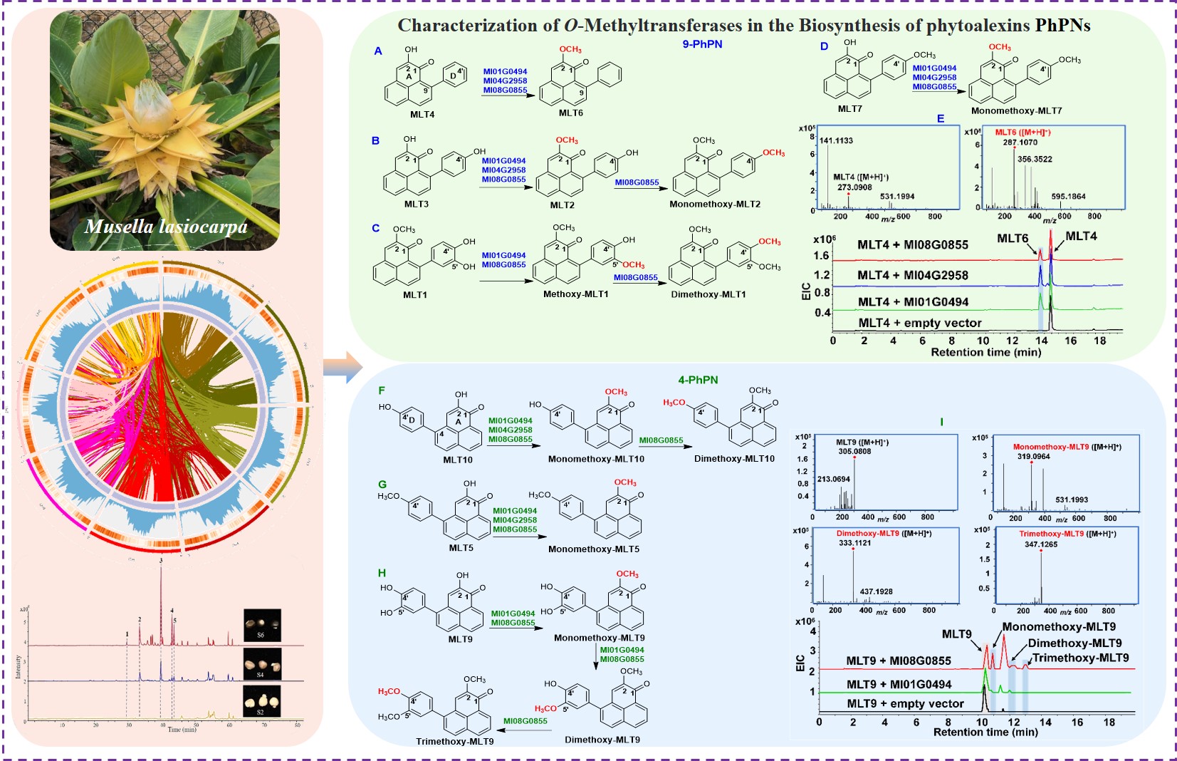 永盈彩票在香蕉植保素苯基非那烯酮生物合成研究方面取得重要研究进展