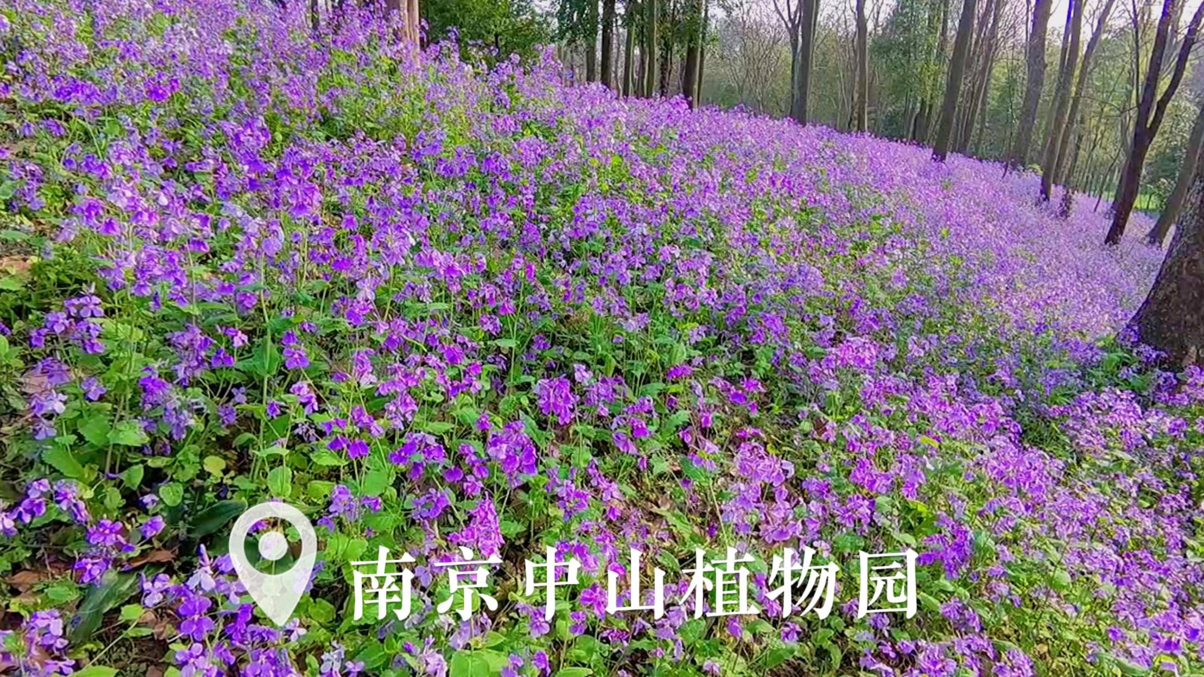 春日兰语｜二月兰盛开的花海