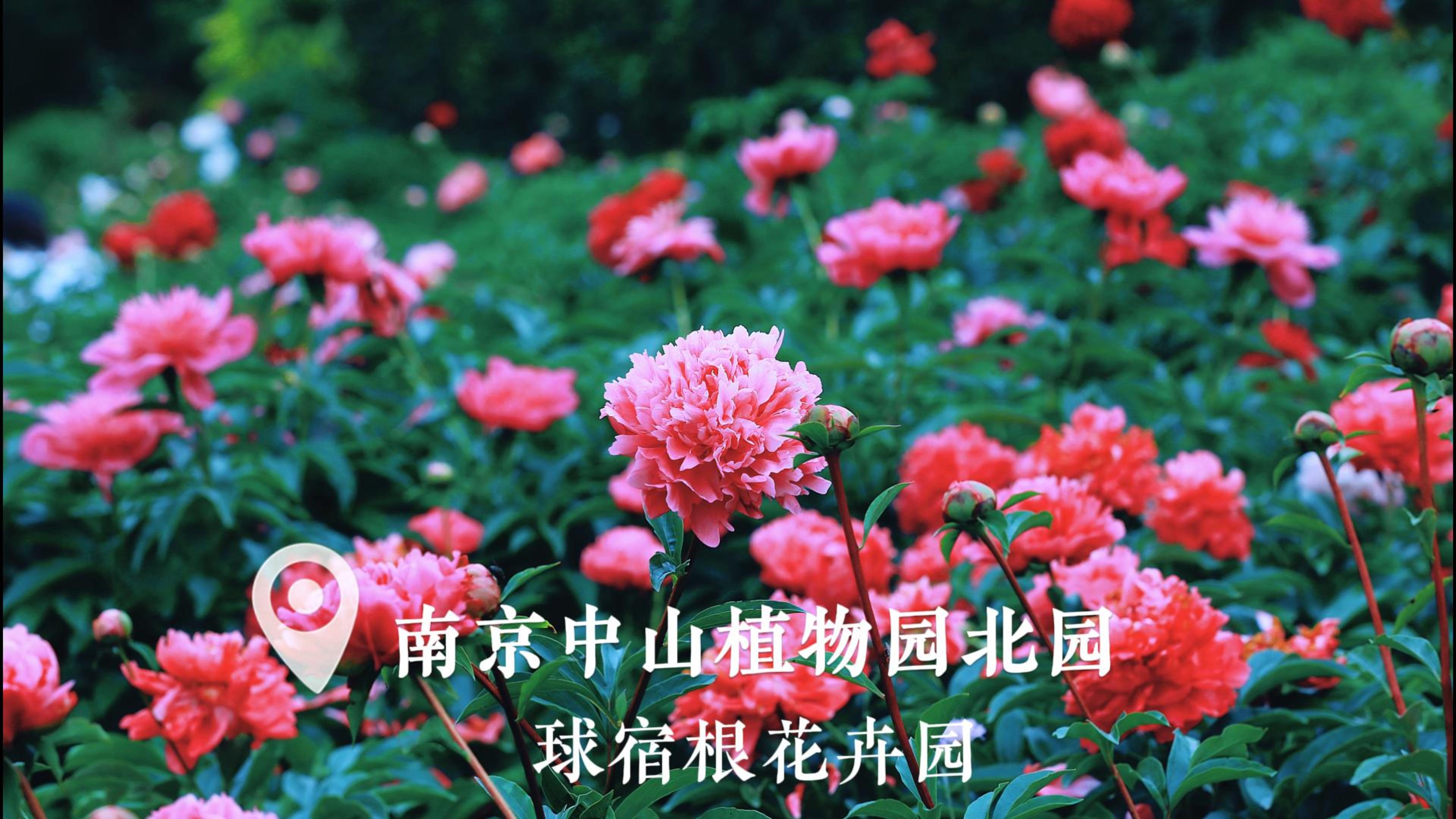 球宿根花卉园花事