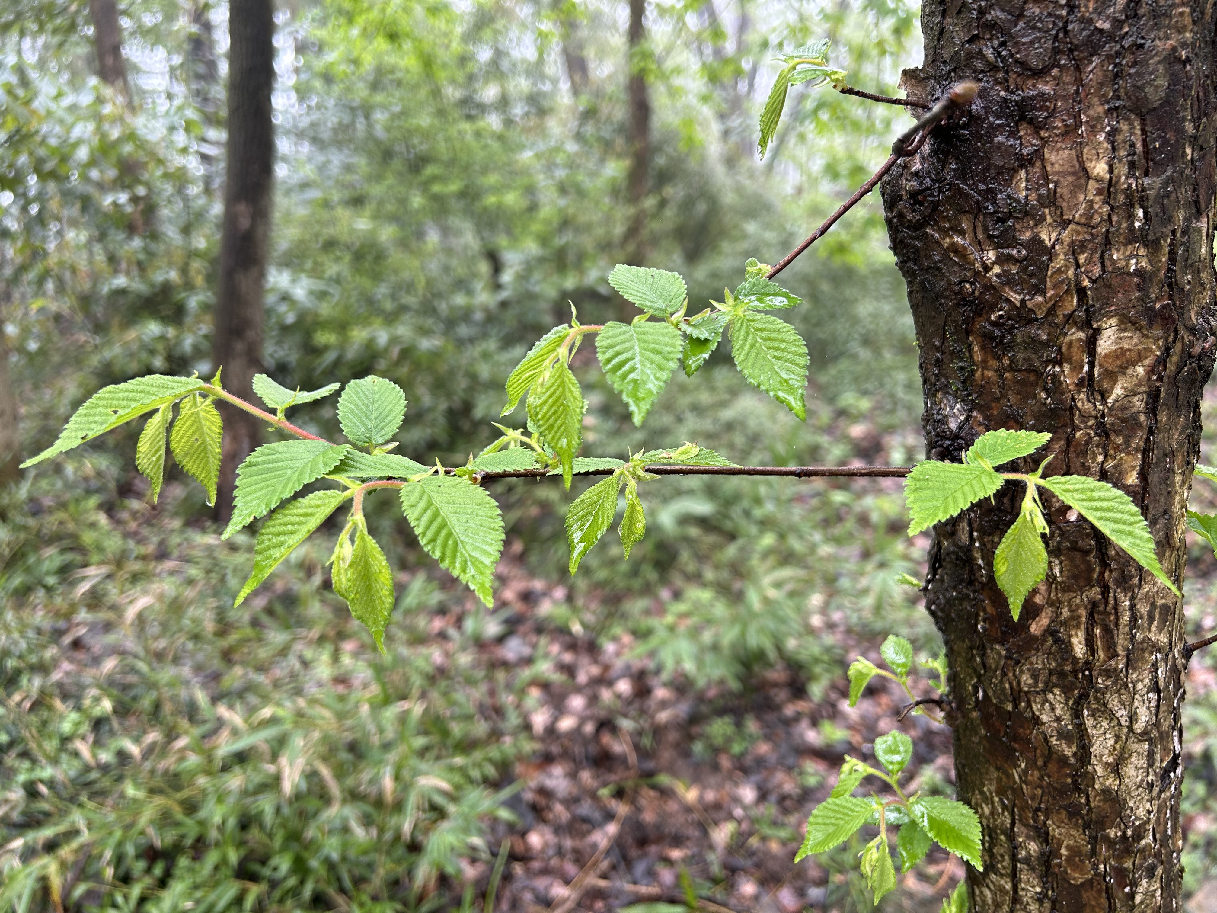 永盈彩票获国际植物园保护联盟（BGCI）项目资助