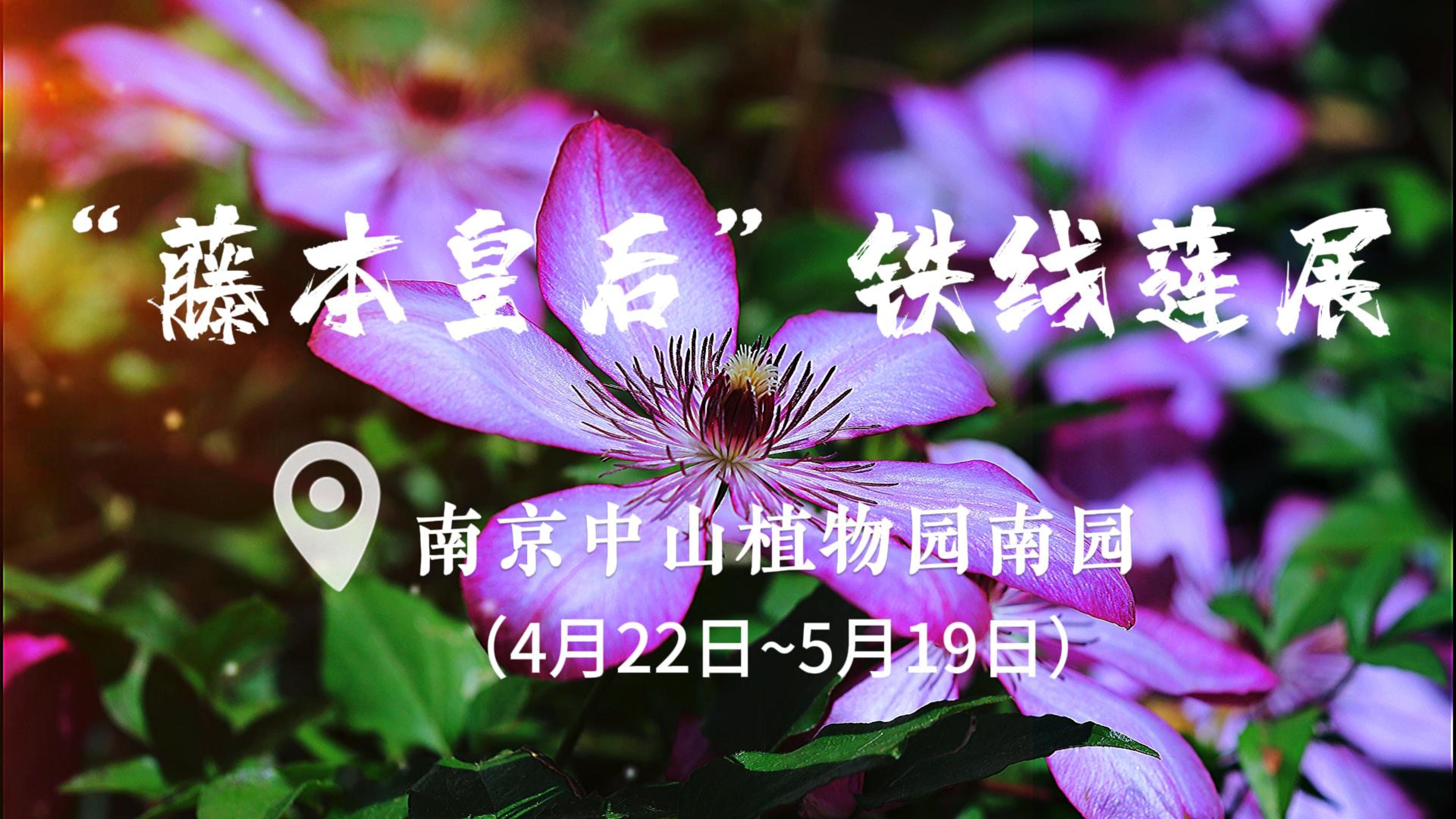 &ldquo;藤本皇后&rdquo;铁线莲展