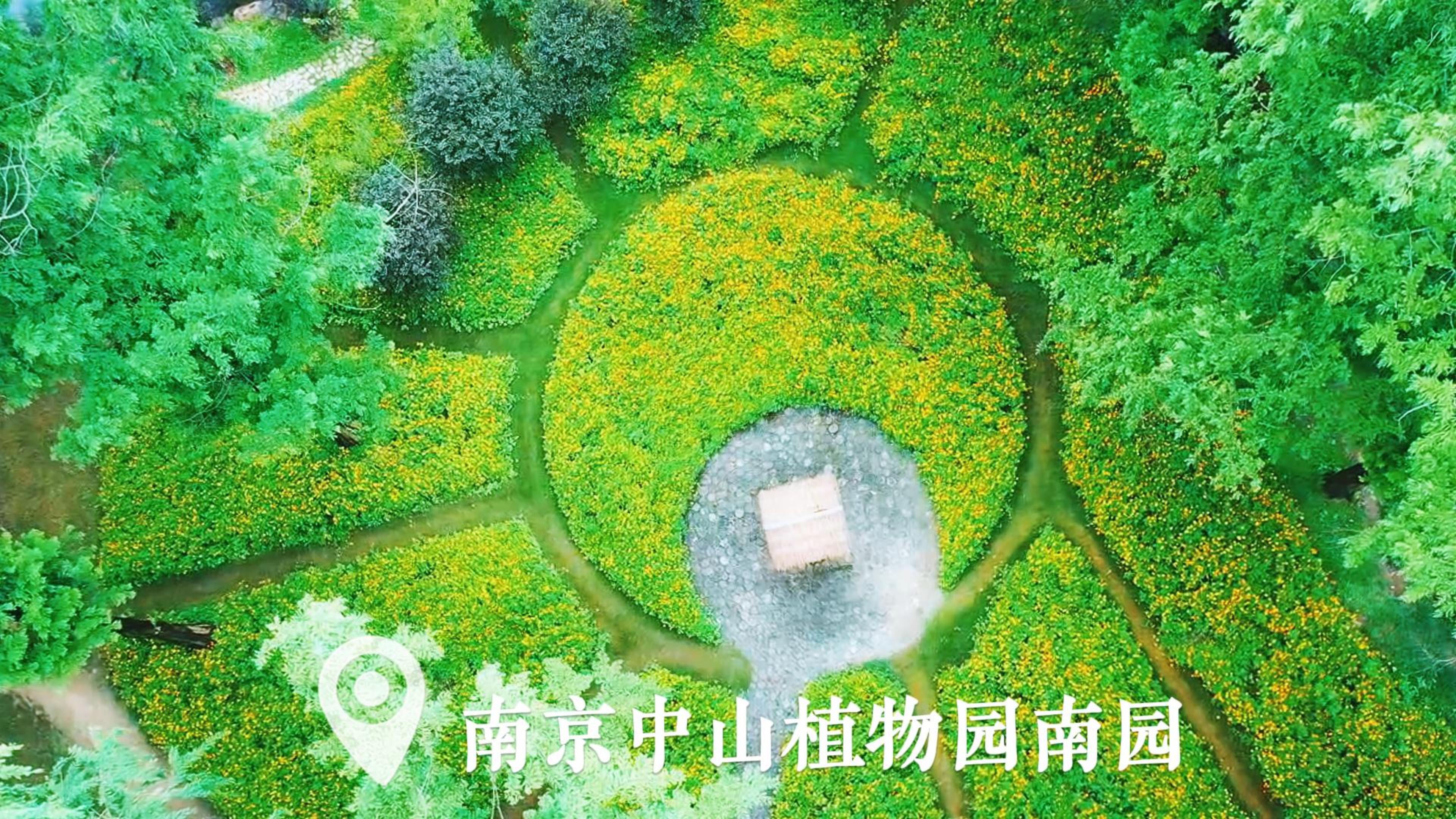 夏天的味道丨莫奈花园