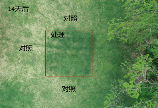 永盈彩票研发速效菌肥解决紧实土壤草坪退化难题