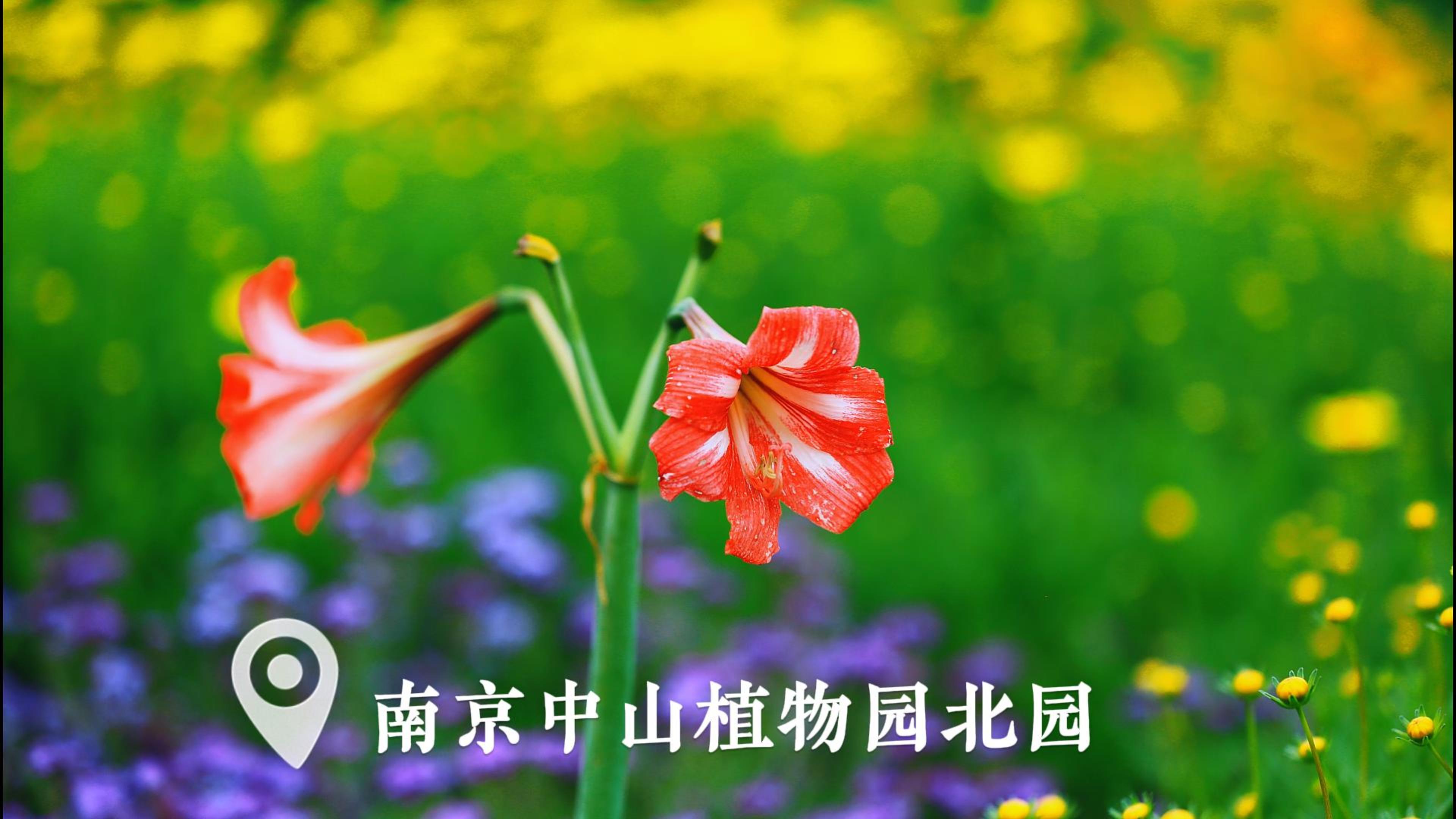 夏至丨愿一切美好如约而至，不负盛夏好时光