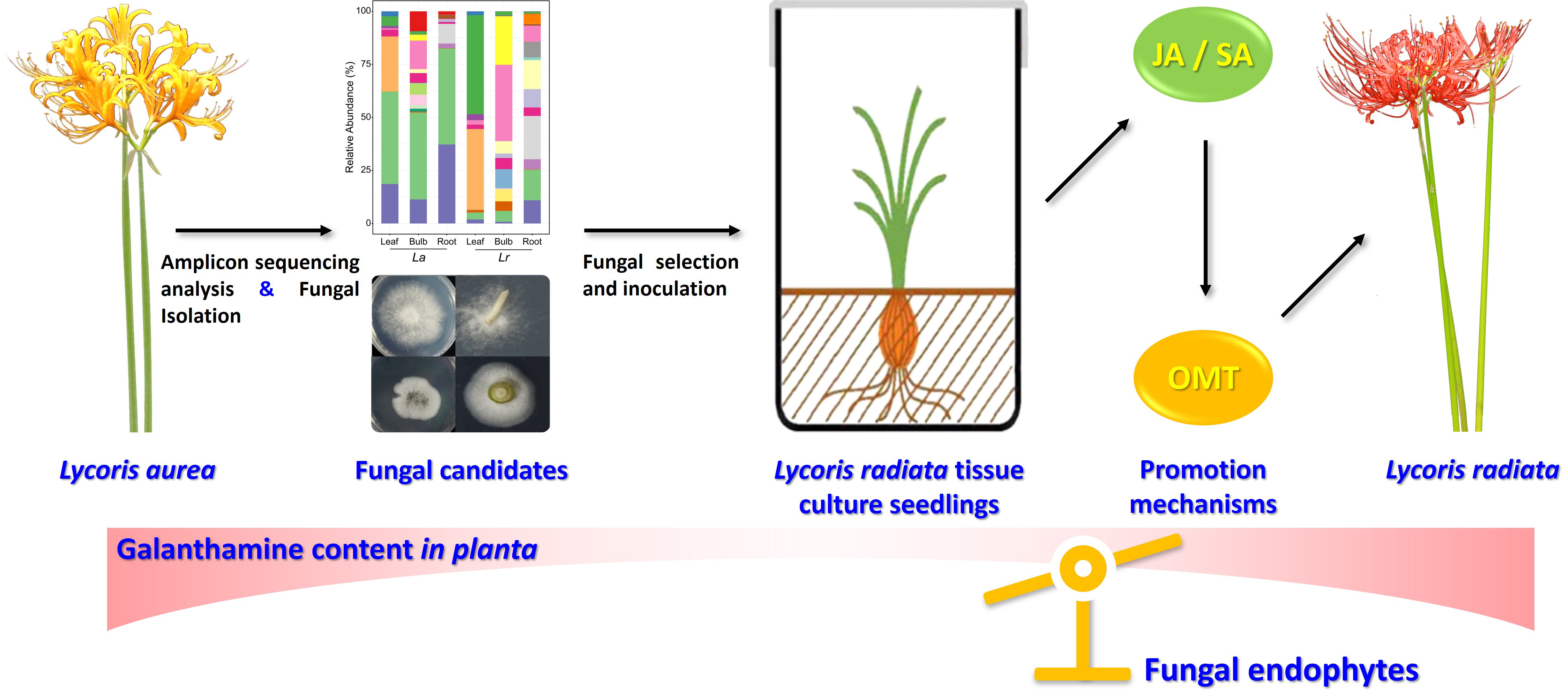 永盈彩票科研团队揭示内生真菌诱导加兰他敏在石蒜属植物中差异积累的机制