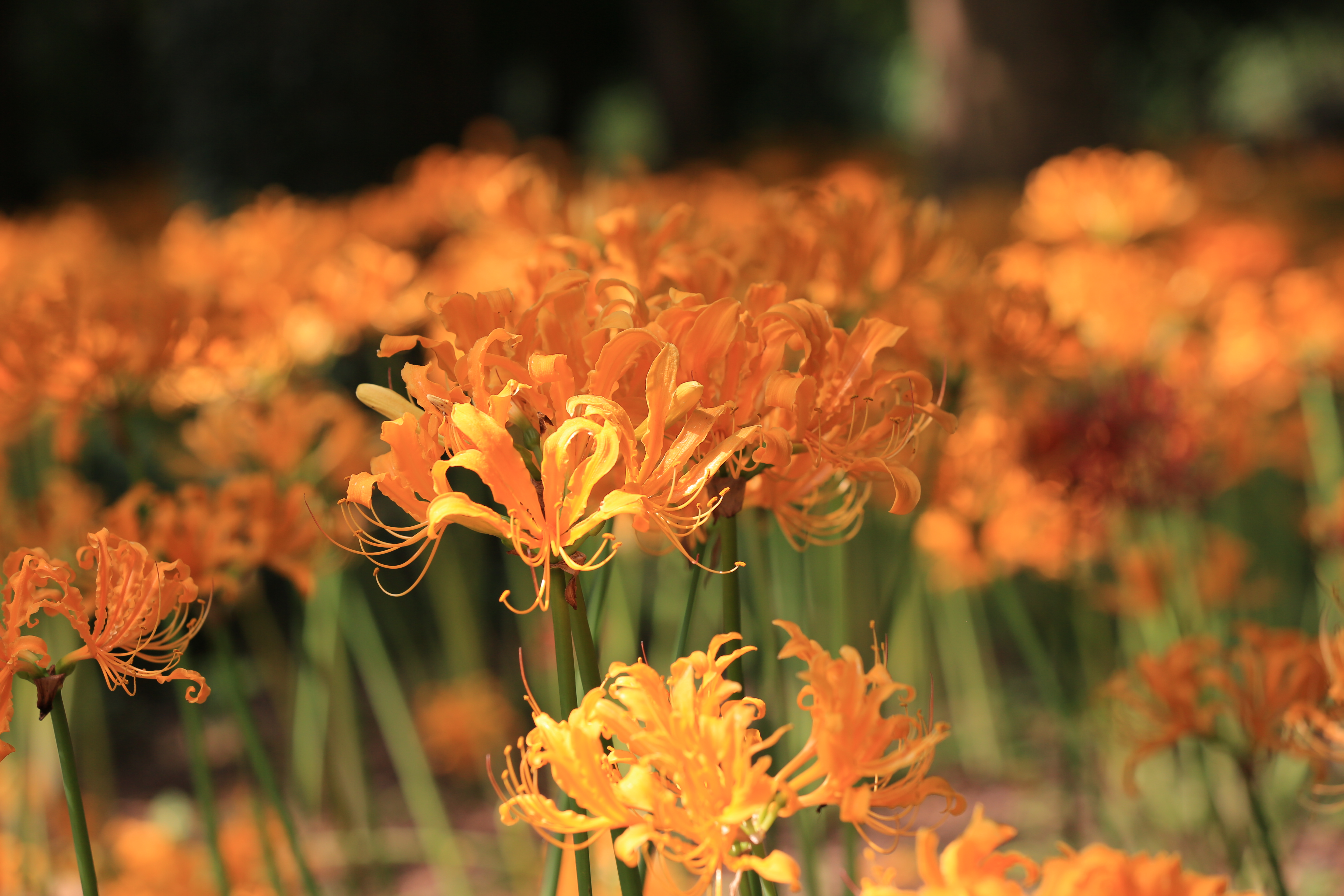 永盈彩票忽地笑盛开，来看这片浪漫黄色花海