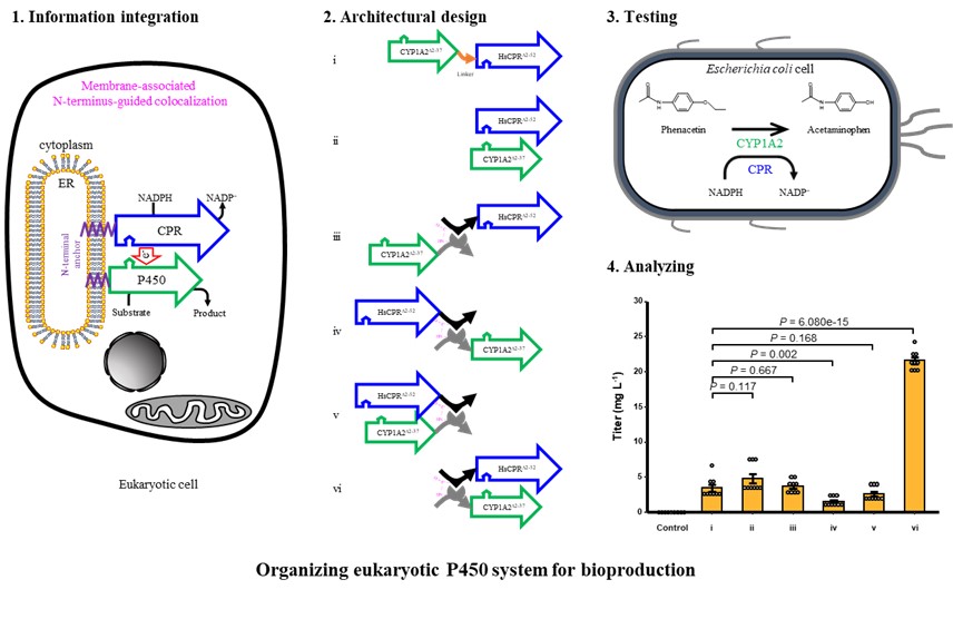 永盈彩票科研团队在国际综合性期刊《Nature Communications》发表研究论文