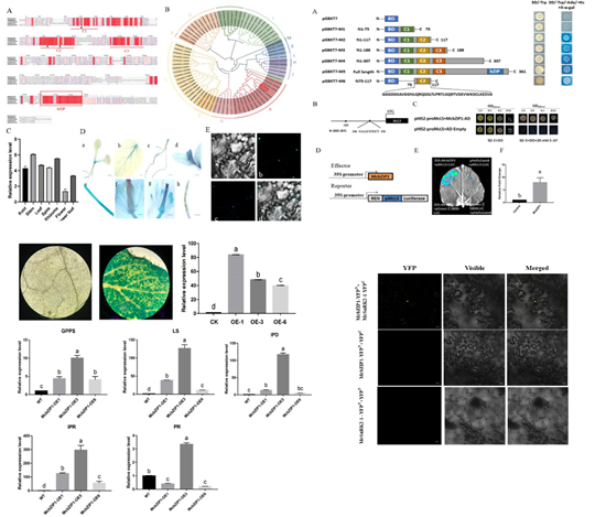 永盈彩票在薄荷精油生物合成调控研究方面取得新进展