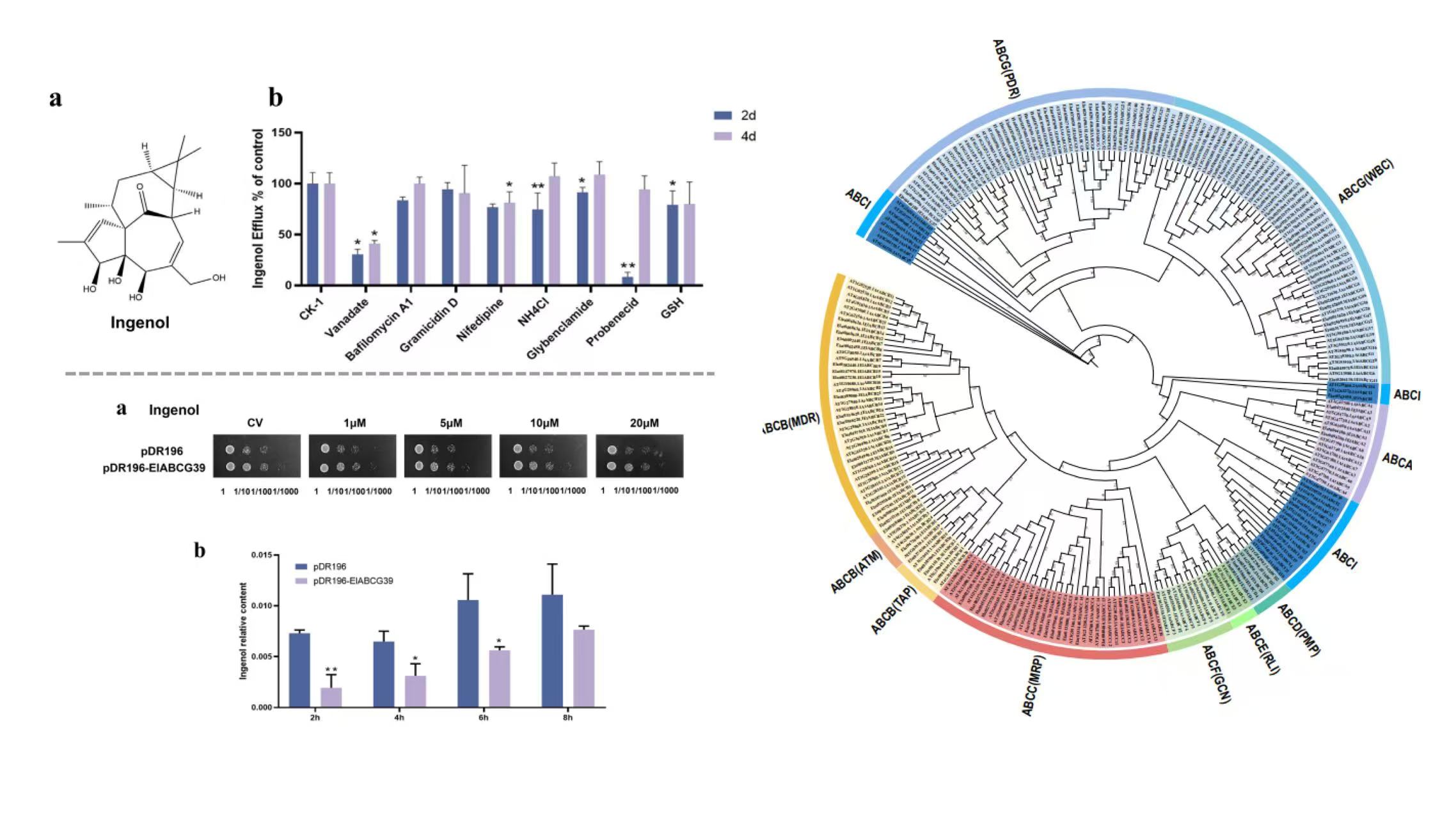 永盈彩票科研团队挖掘到抗癌植物药中间体巨大戟醇的生物合成关键转运蛋白
