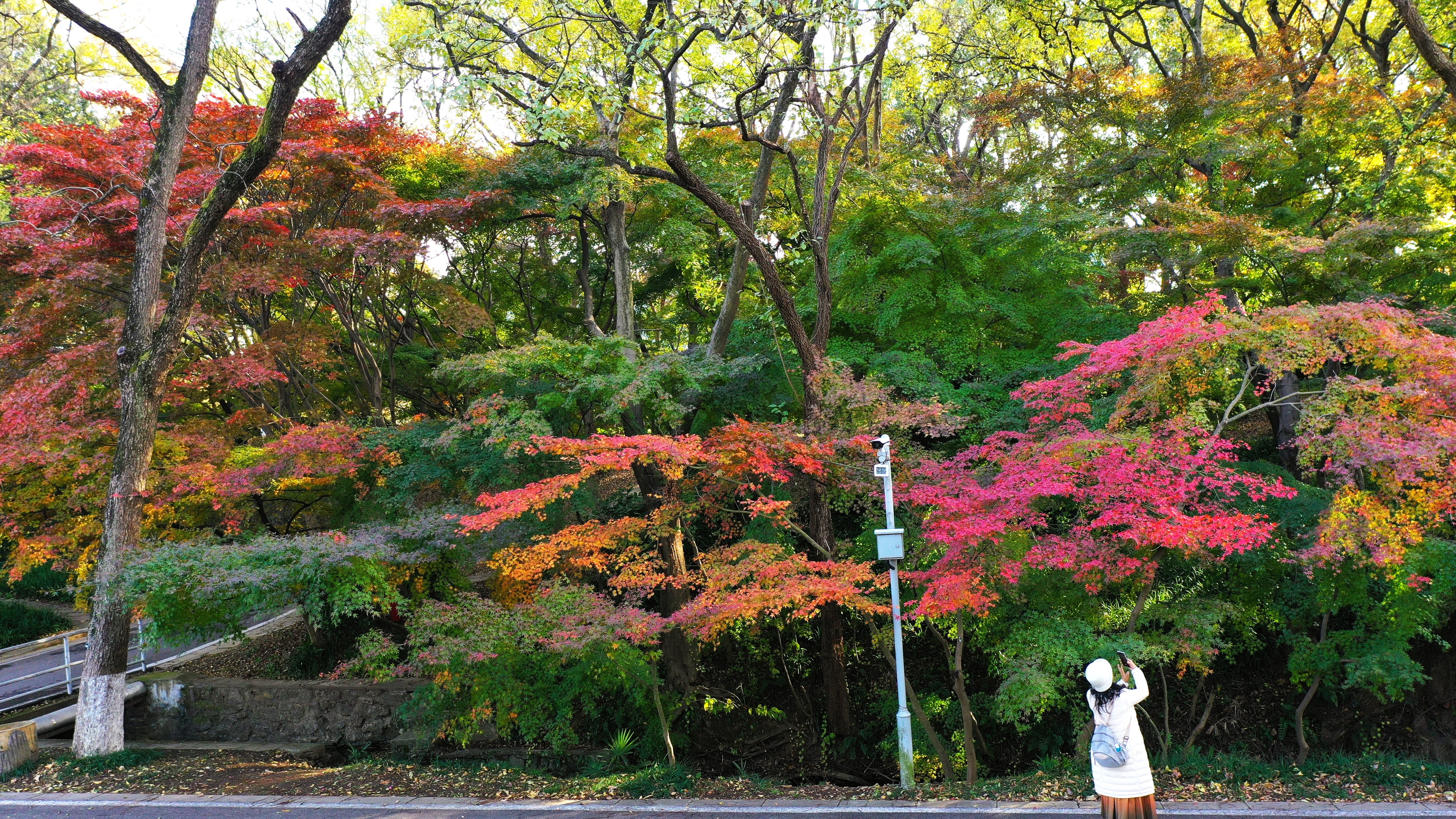 红枫岗观赏期预告