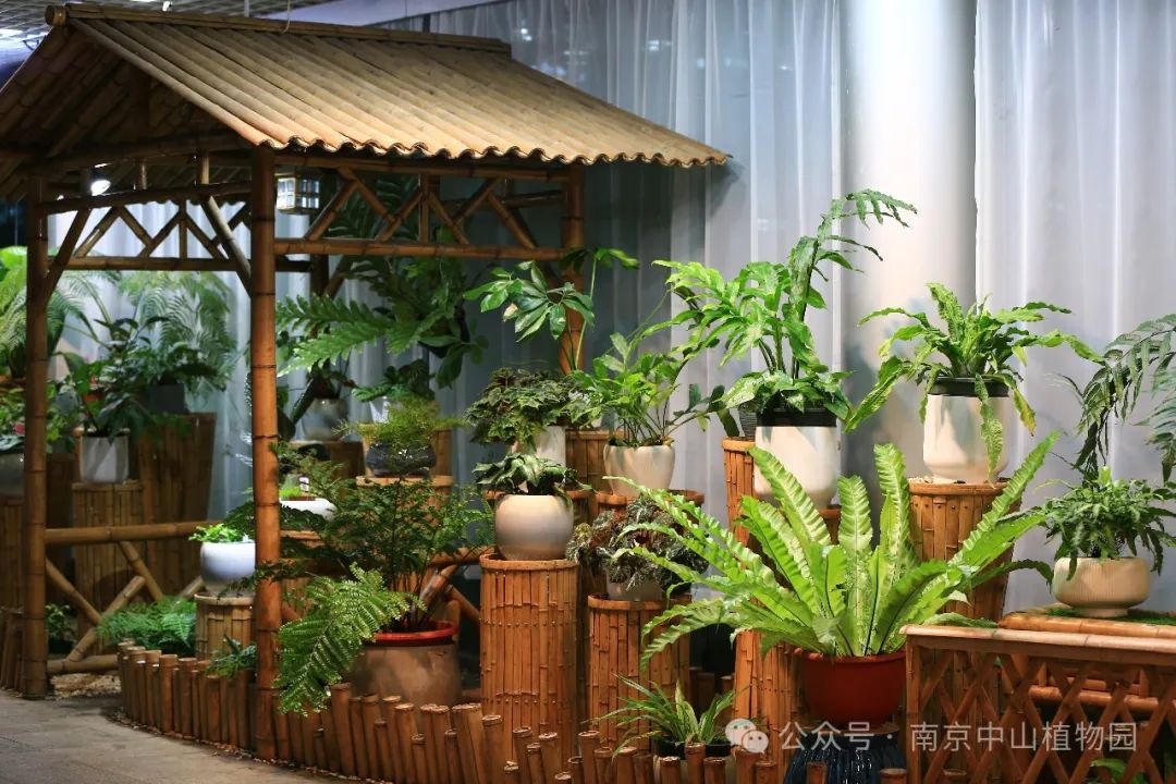 阴生植物展来啦，邀您赏林荫魅影，&ldquo;蕨&rdquo;世芳华！