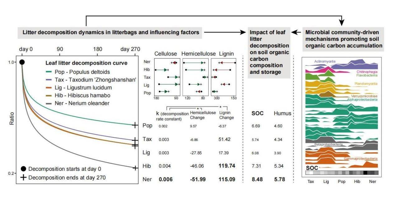 永盈彩票科研人员在滨海盐碱地不同树种凋落叶分解对土壤碳储存影响研究方面取得进展