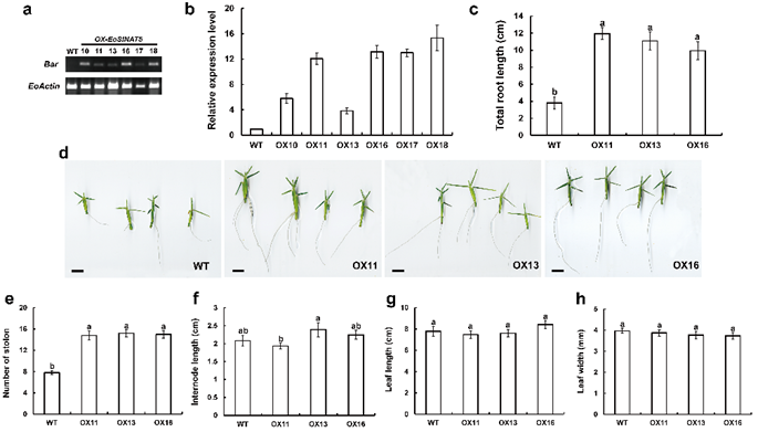 永盈彩票科研团队在假俭草根系生长调控机制方面取得重要进展