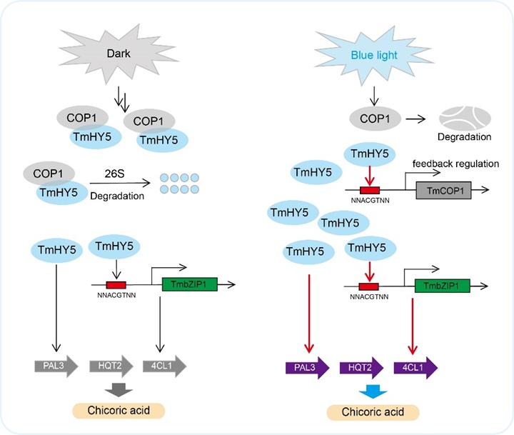 永盈彩票在国际植物学期刊《Plant Biotechnology Journal》上发表蒲公英研究论文