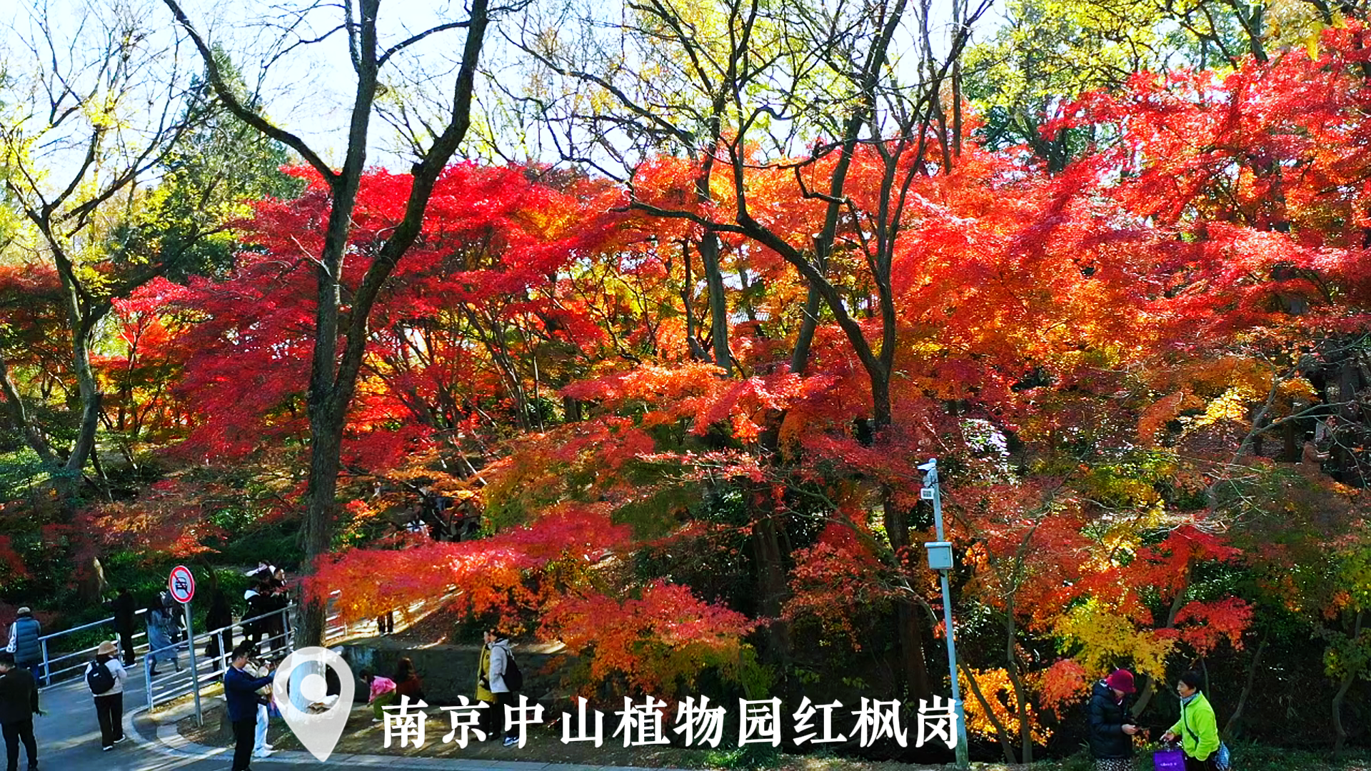 红枫岗最佳观赏期来了