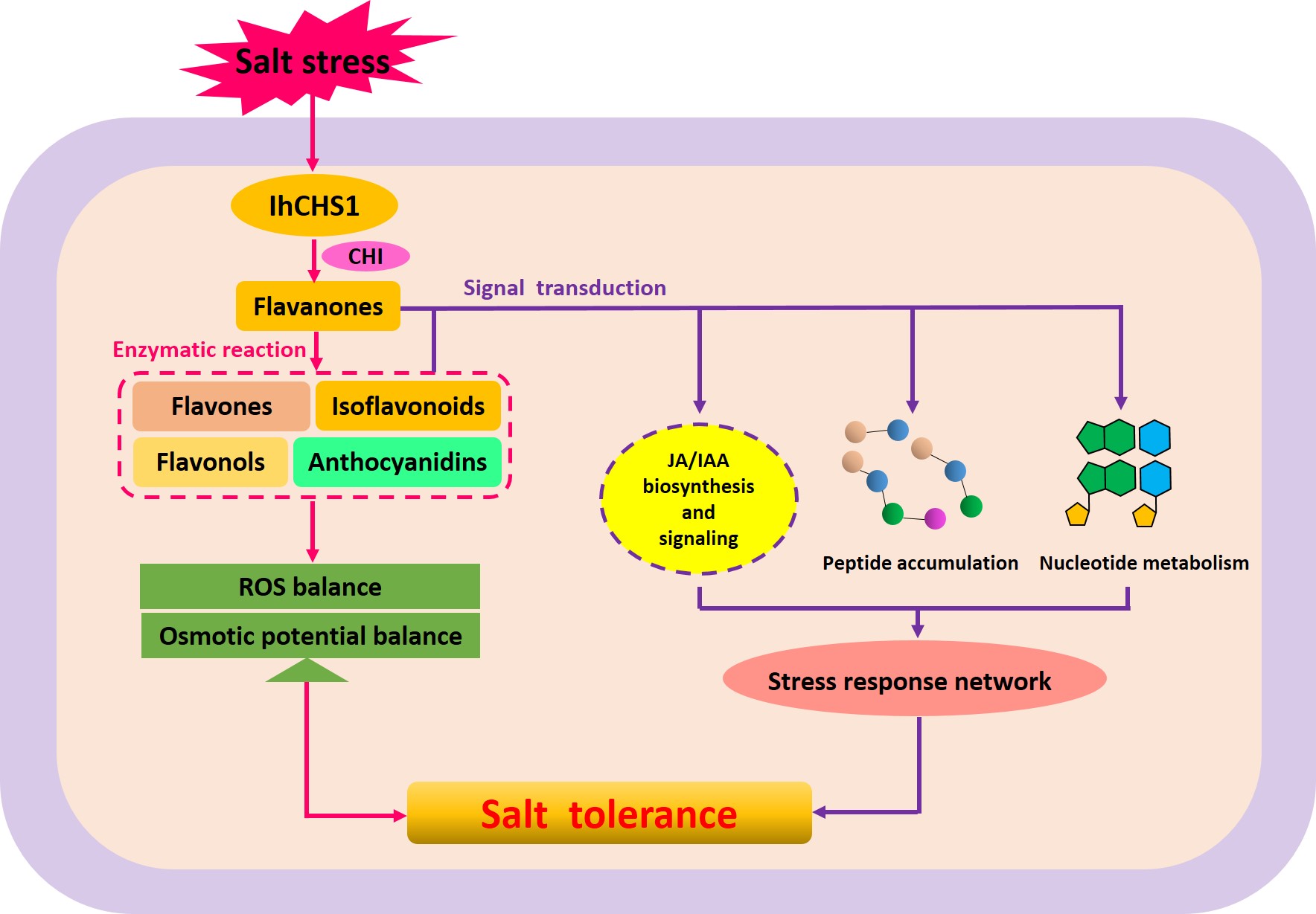 永盈彩票在喜盐鸢尾耐盐分子机制研究方面取得重要进展