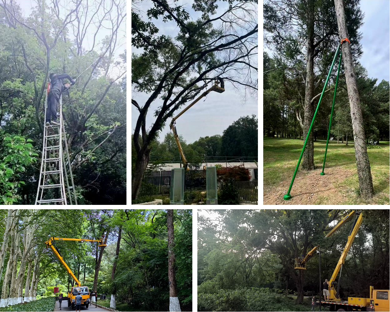 园艺和科普教育中心开展园区高大乔木安全隐患专项排查