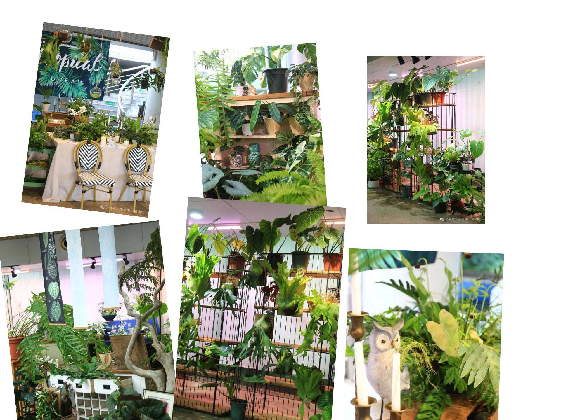 逛浪漫花海，赏&ldquo;蕨&rdquo;美生活