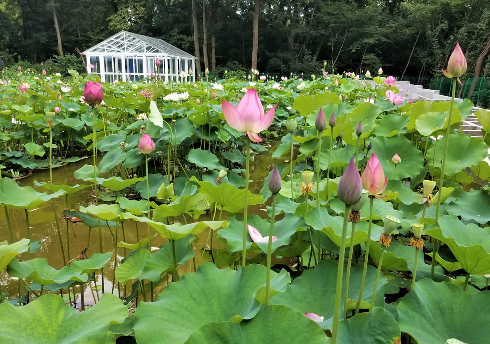荷园