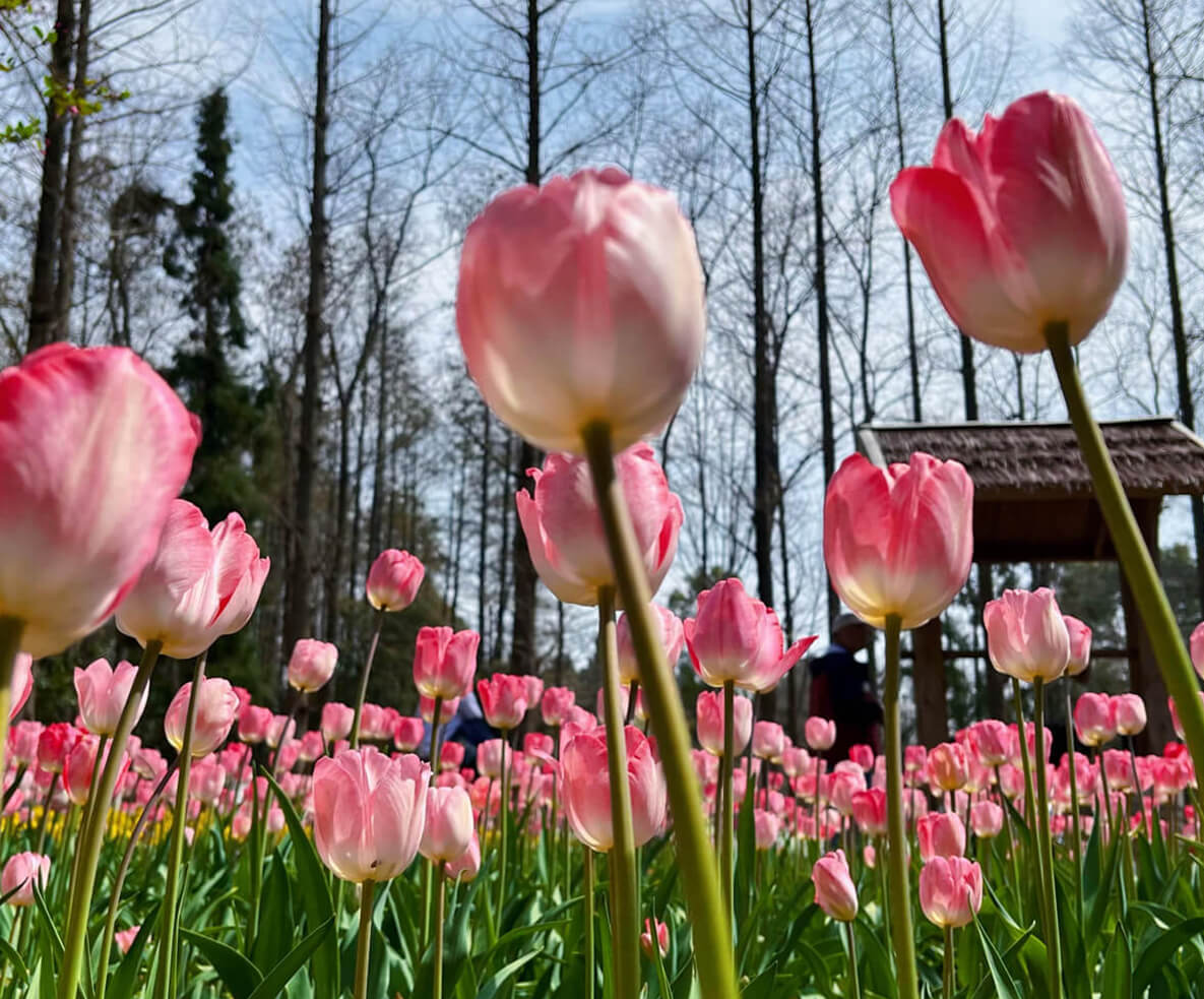 郁见美好 &middot; 掉进了南京油画般的春天里