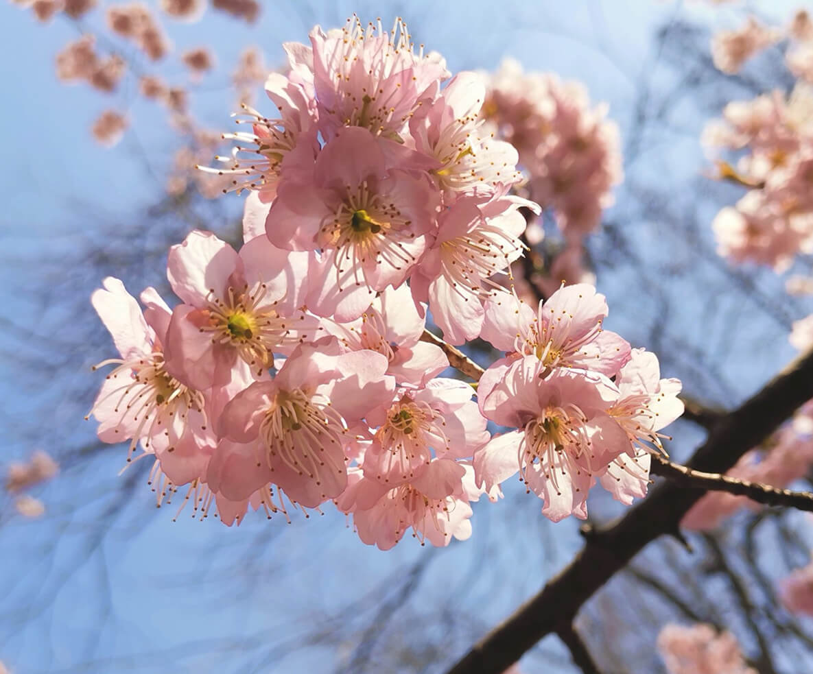 永盈彩票椿寒樱盛开