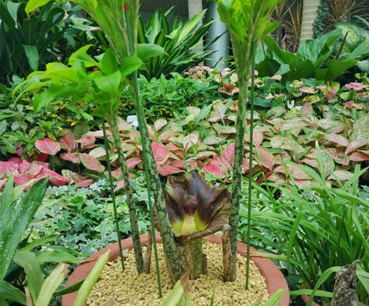 &ldquo;尸香磨芋&rdquo;开花了