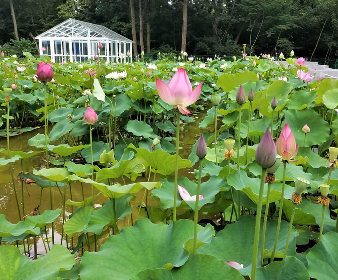 400余种荷花竞相绽放